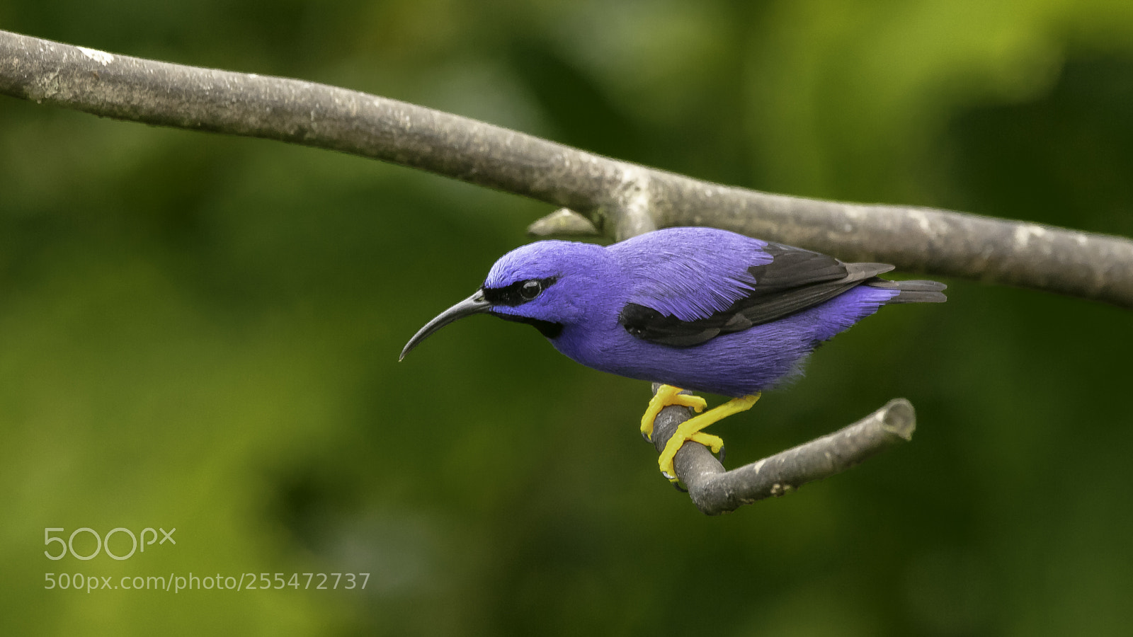 Canon EOS 5DS sample photo. Purple honeycreeper photography