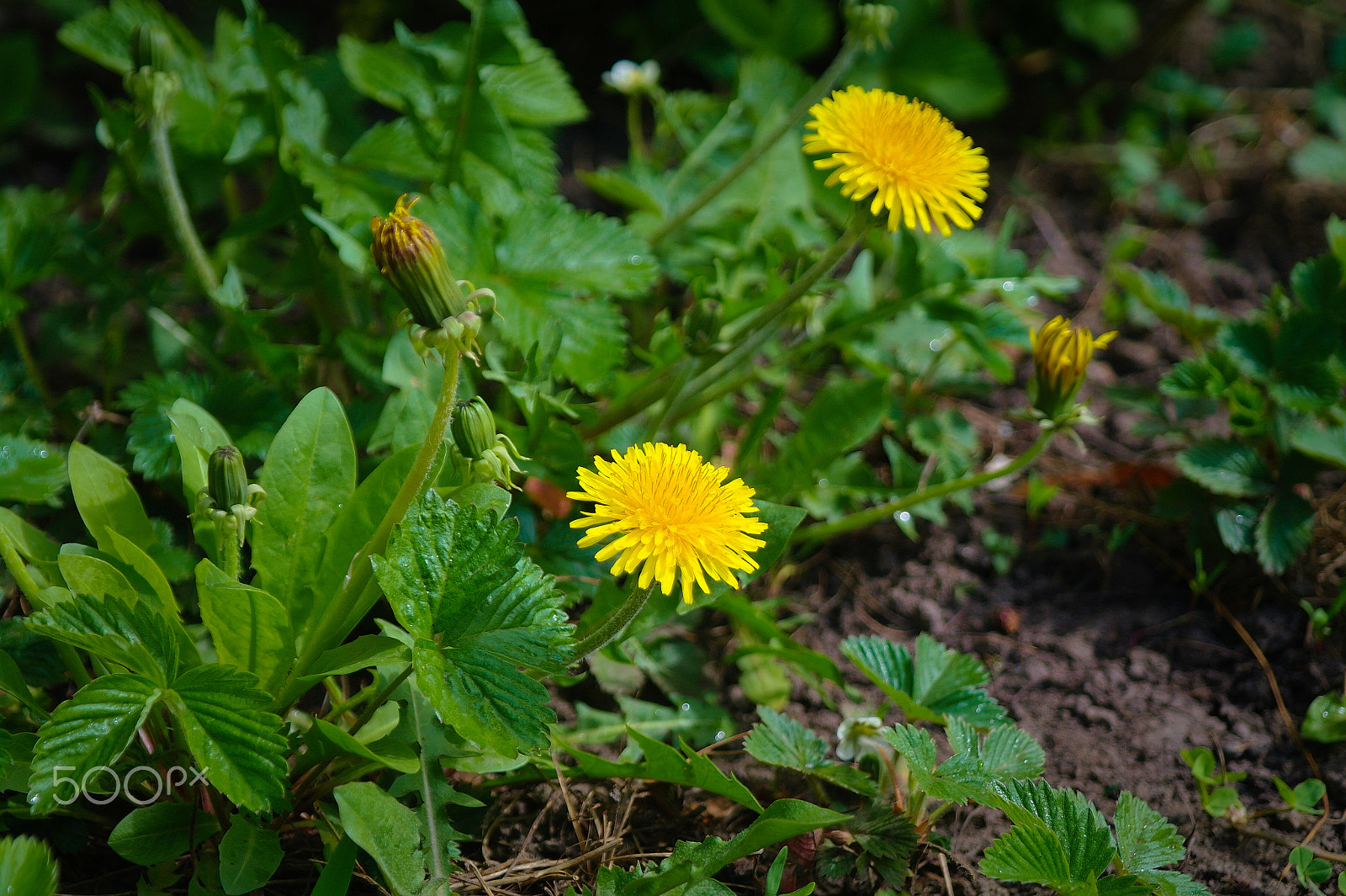 Samsung NX5 sample photo. Flowers photography