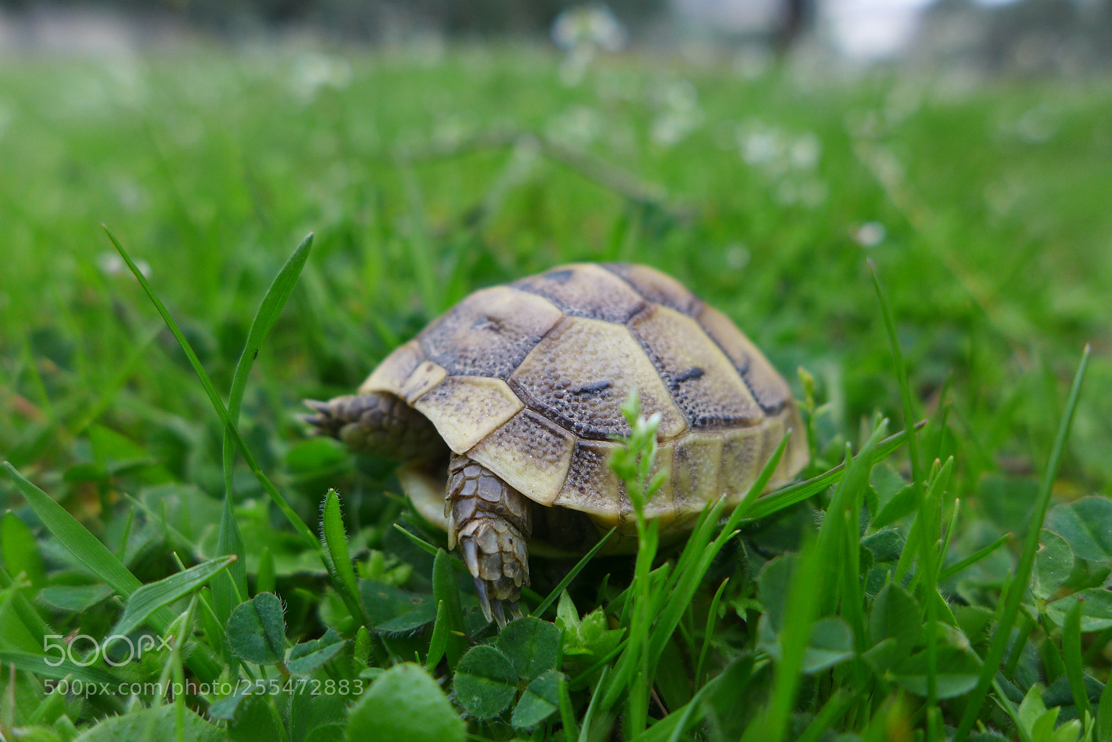 Panasonic Lumix DMC-LX7 sample photo. Tortoise photography