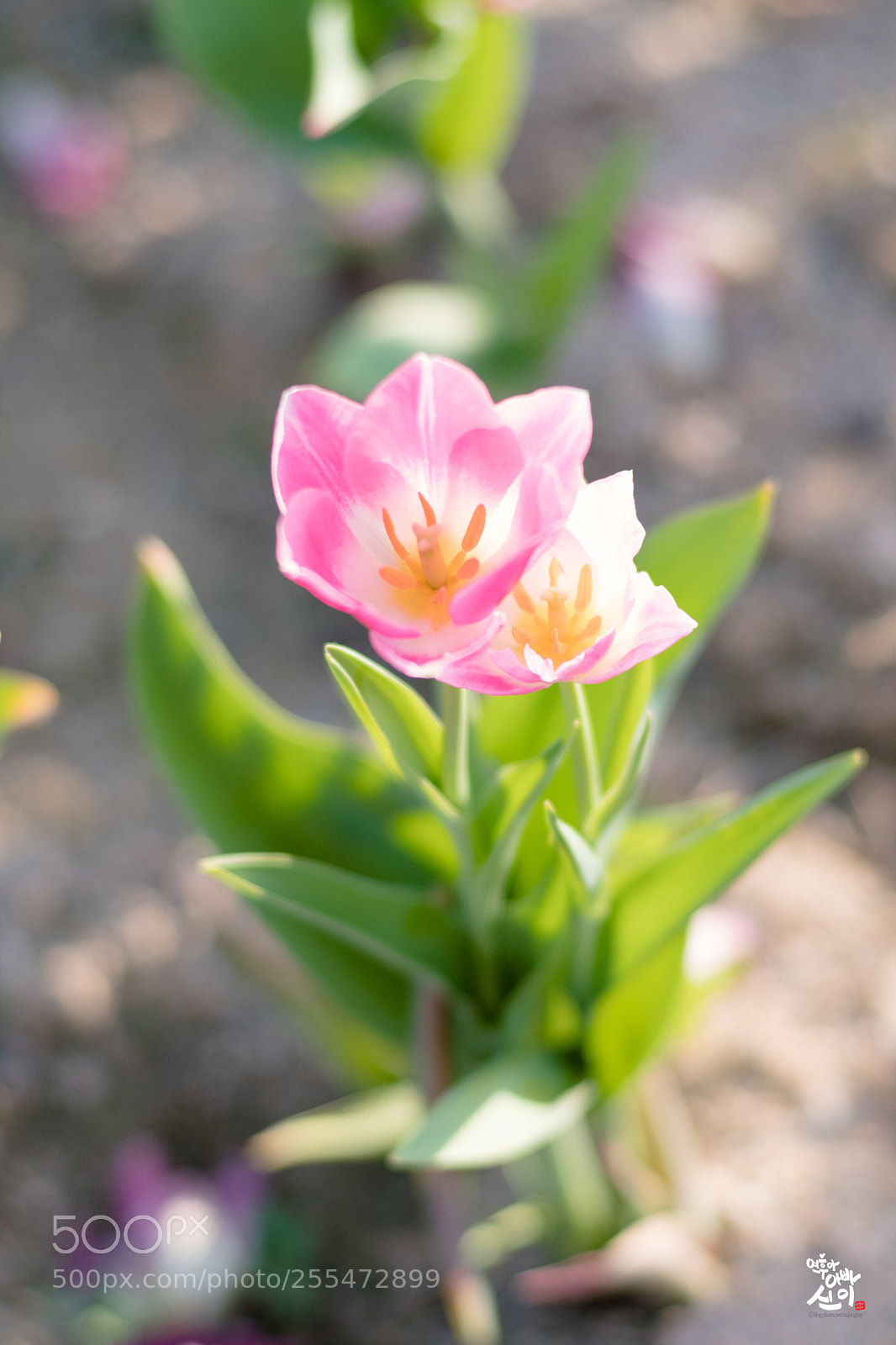 Fujifilm X-T2 sample photo. Pink tulip photography