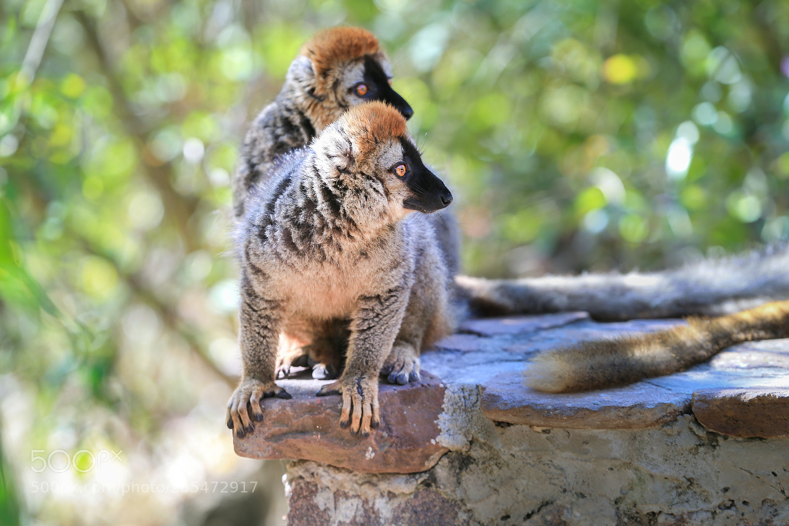Canon EOS-1D X sample photo. Curious couple of lemurs photography