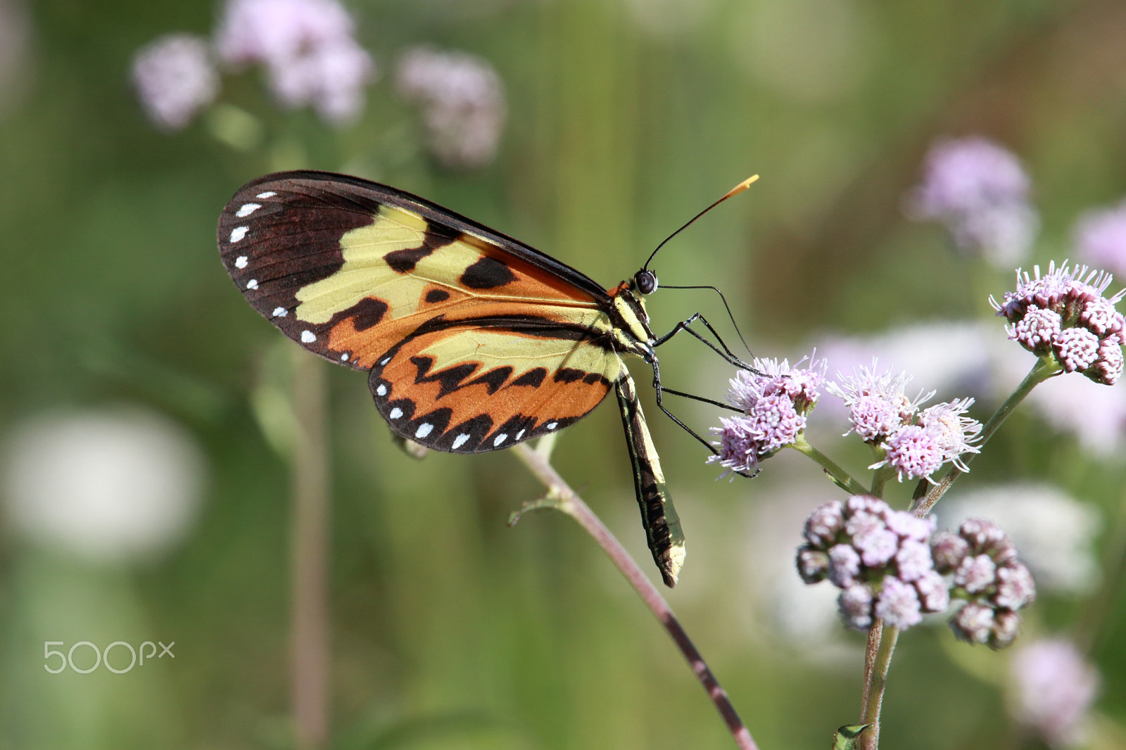 Canon EF-S 55-250mm F4-5.6 IS STM sample photo. Mechanitis polymnia casabranca photography