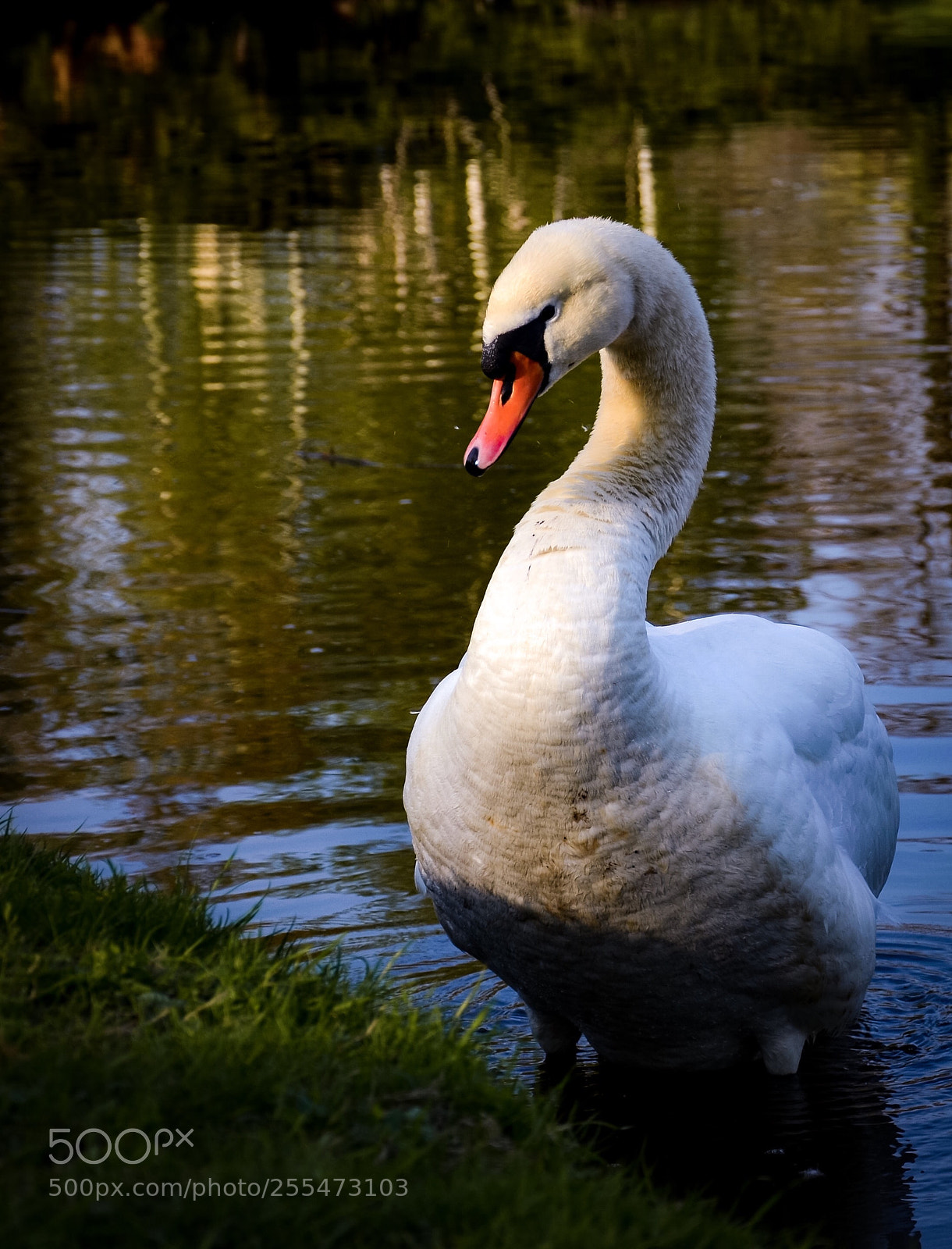 Nikon D7000 sample photo. Swan  photography