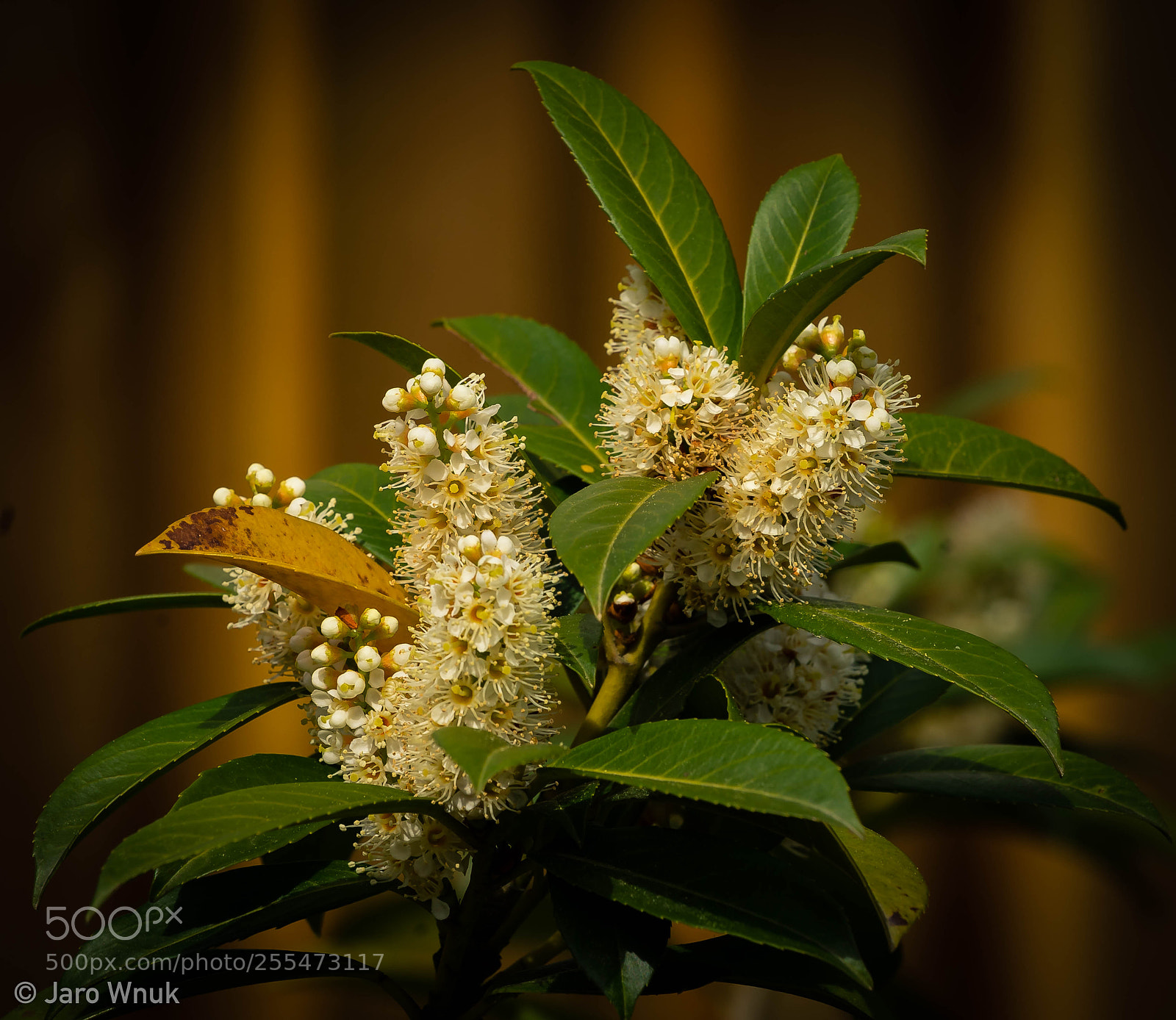Sony a7 II sample photo. Krzak blume photography