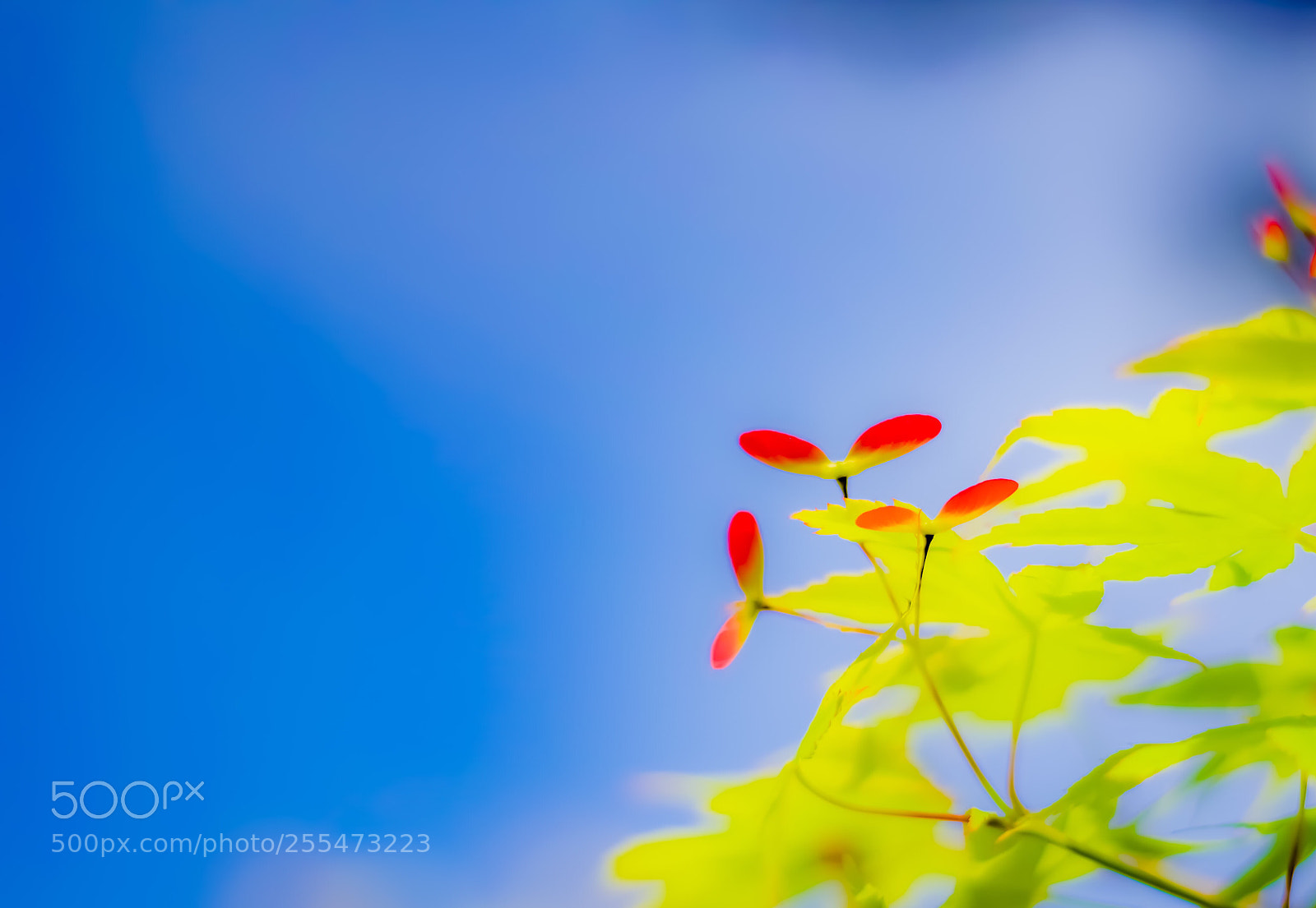 Pentax K-S2 sample photo. Like a red propeller② photography