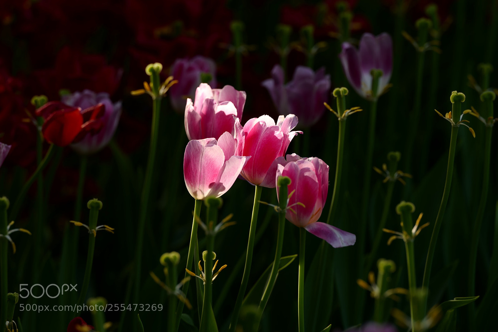 Leica SL (Typ 601) sample photo. Untitled photography