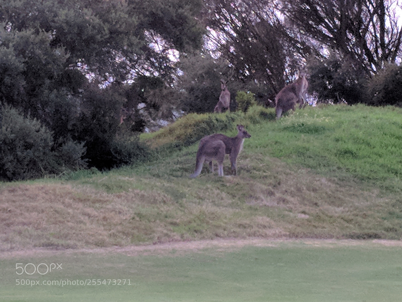 Google Pixel 2 XL sample photo. Kangaroos photography
