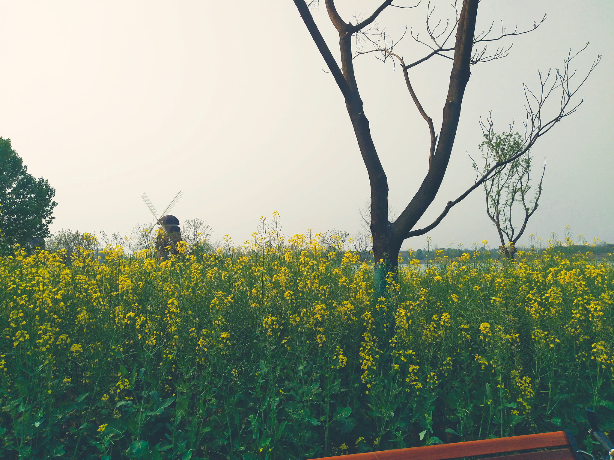 vivo X9I sample photo. Rape flowers and windmill photography