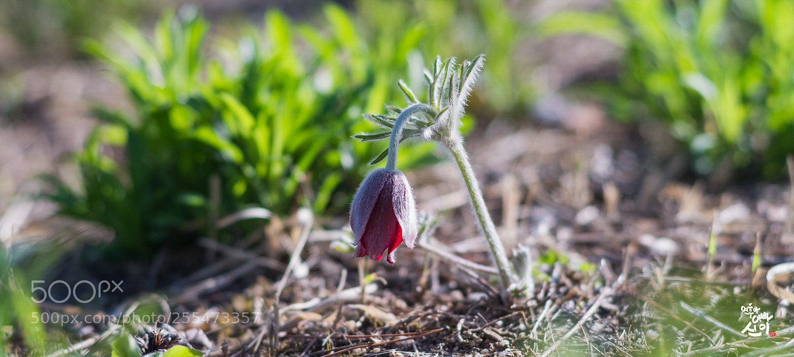 Fujifilm X-T2 sample photo. Korean pasque flower photography