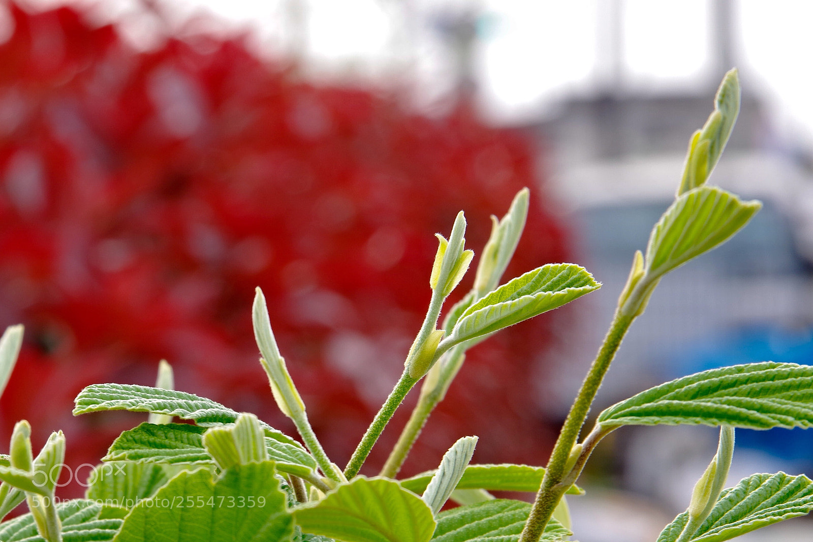 Pentax K-70 sample photo. Fresh verdure photography