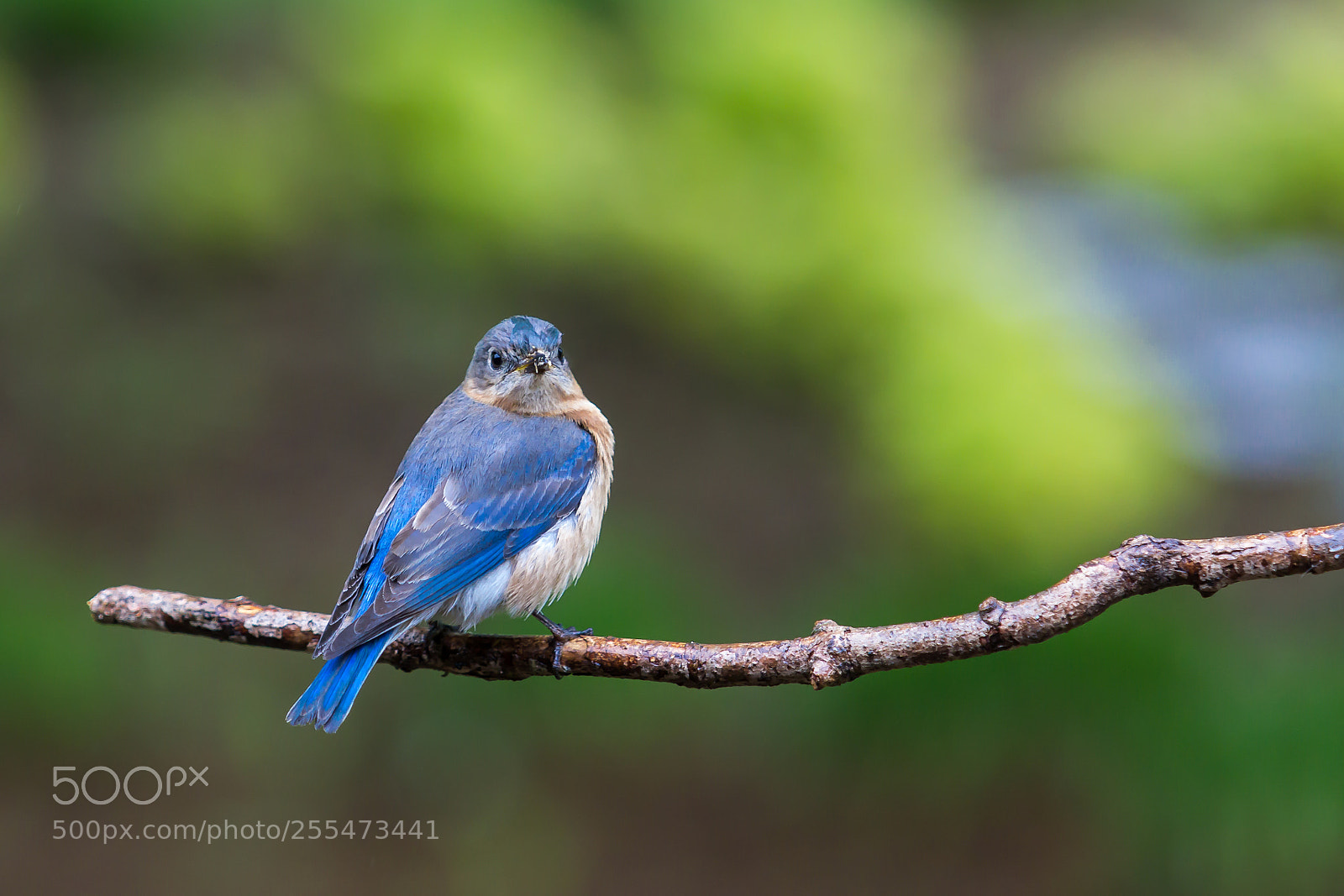 Canon EOS 60D sample photo. Eastern bluebird photography