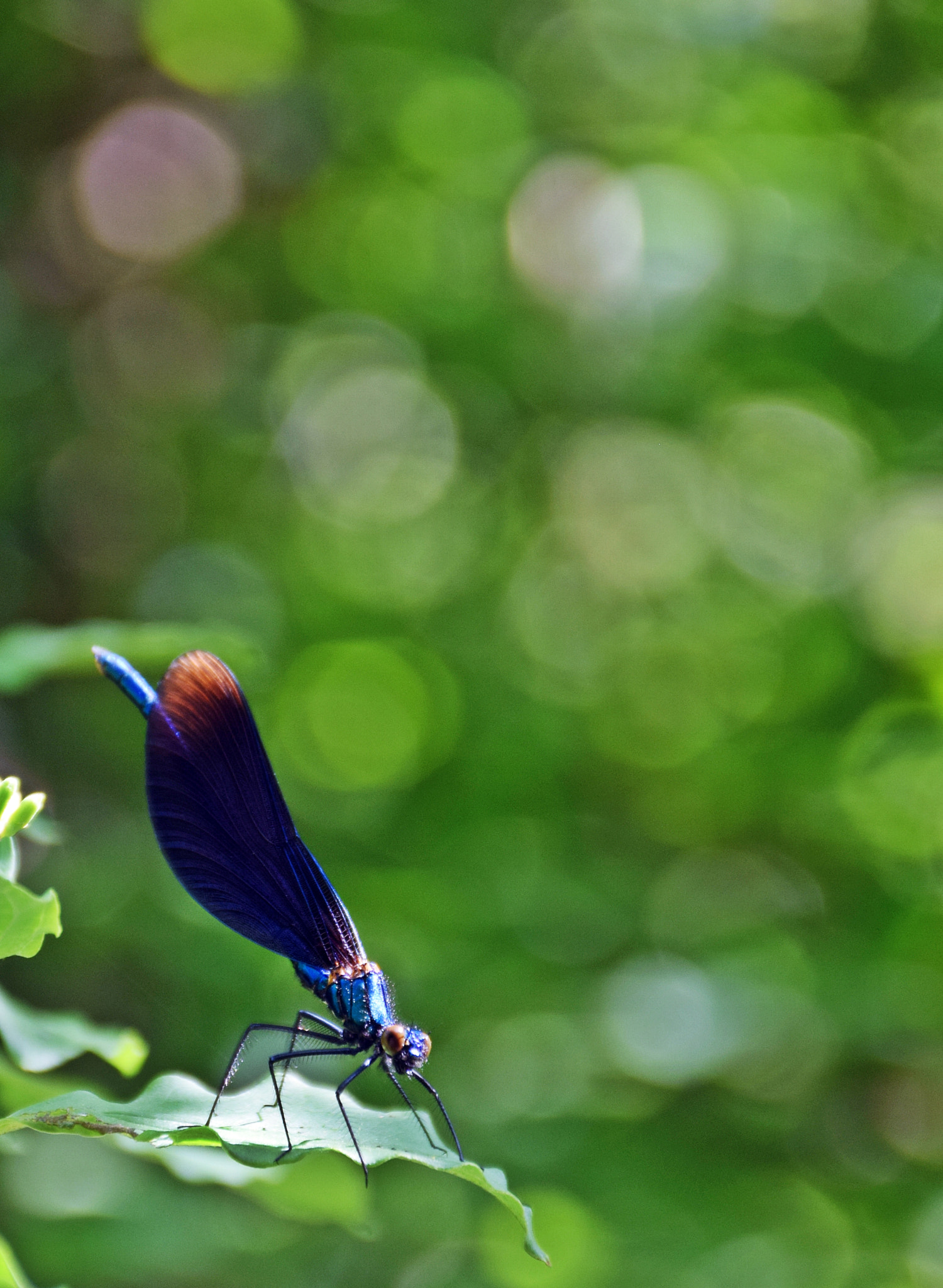 Nikon D3300 sample photo. ^ photography