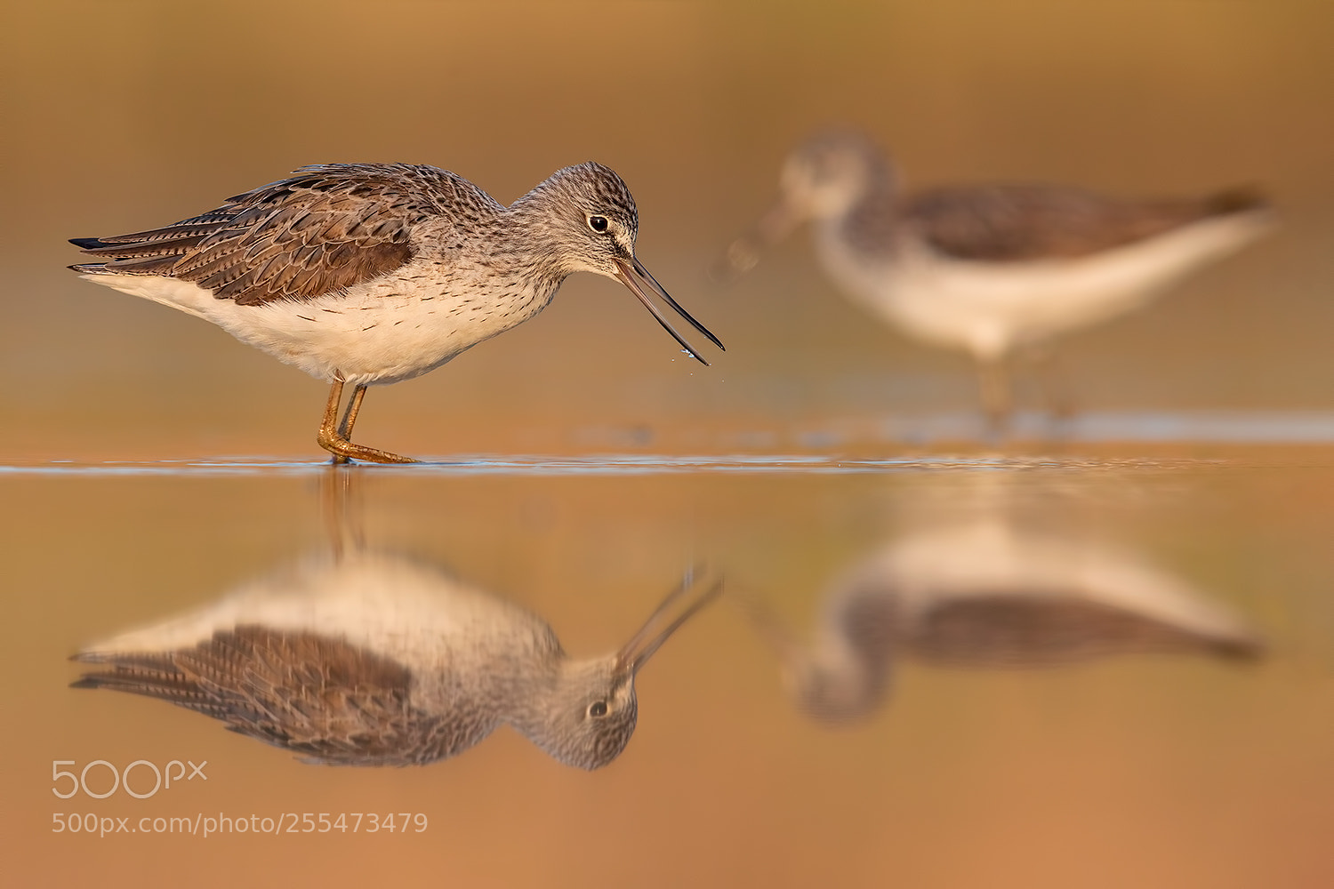 Canon EOS 5D Mark IV sample photo. Two sisters - greenshanks photography