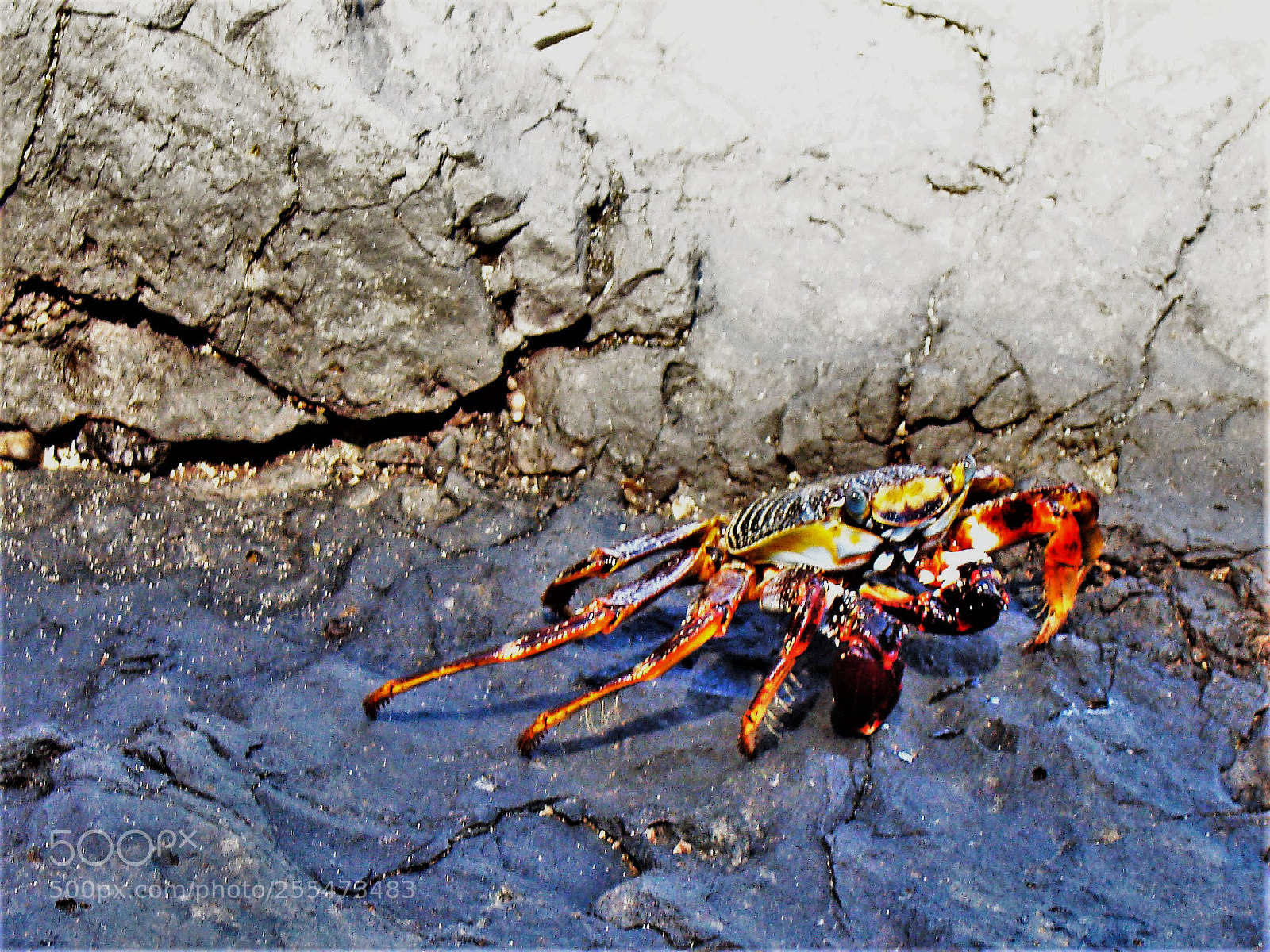 Sony Cyber-shot DSC-H50 sample photo. Crab photography