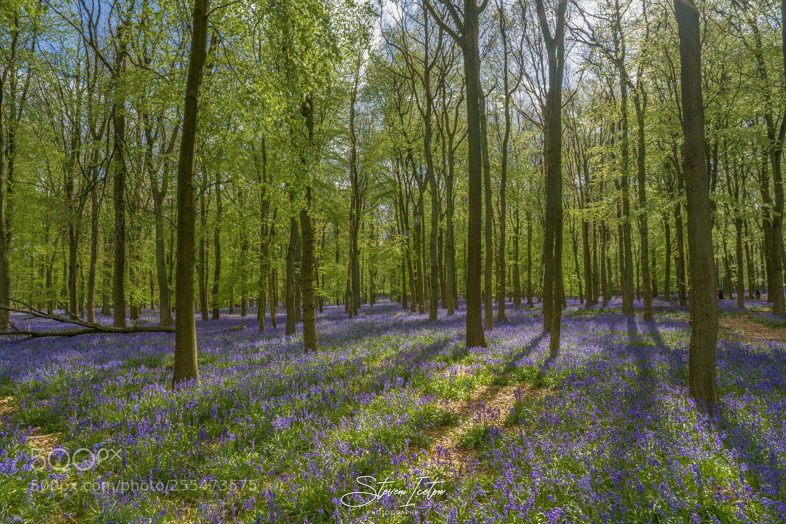 Sony a7R III sample photo. Spring in dockey wood photography