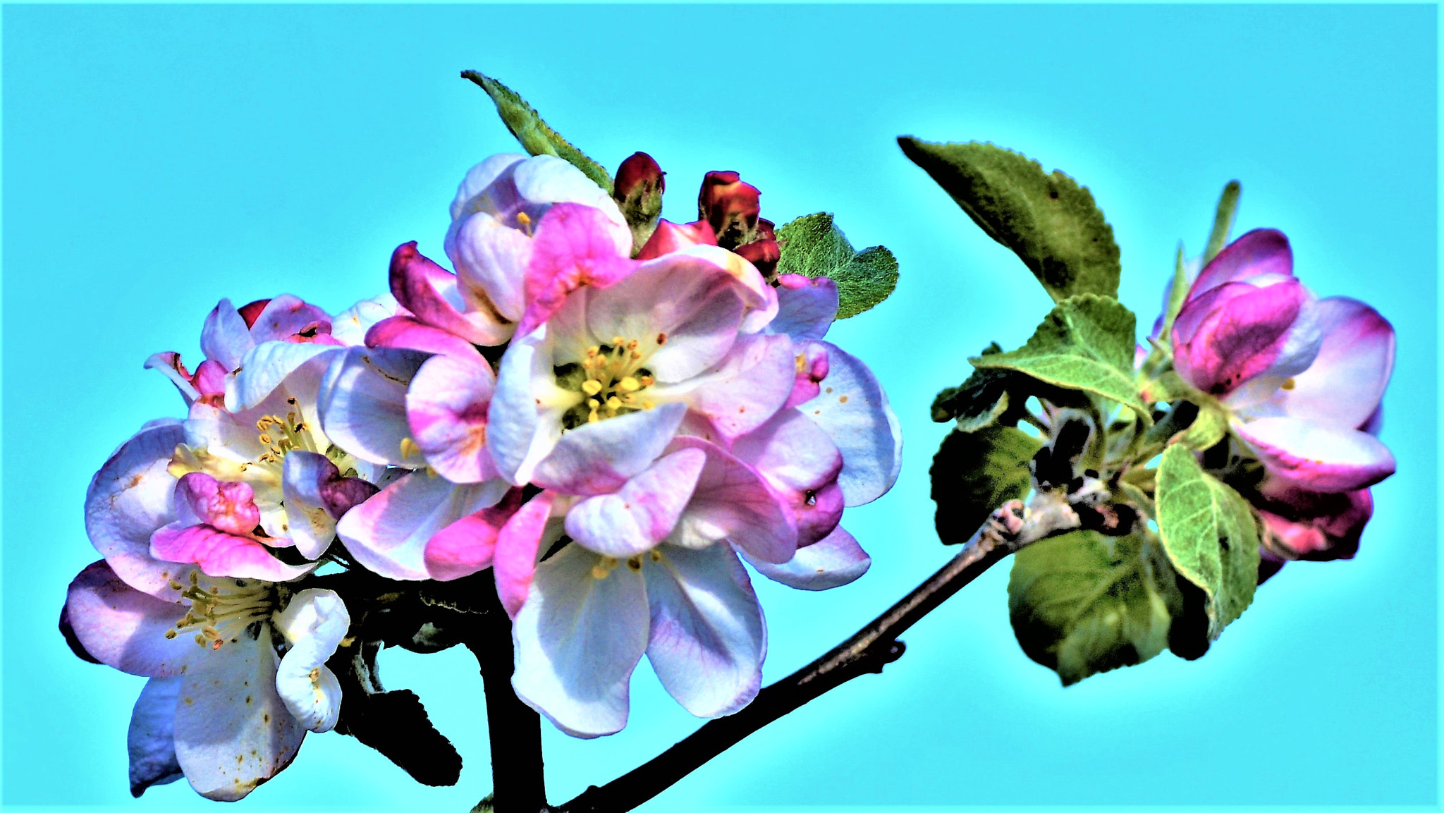 Nikon D5200 sample photo. First day liberty apple blossoms open photography