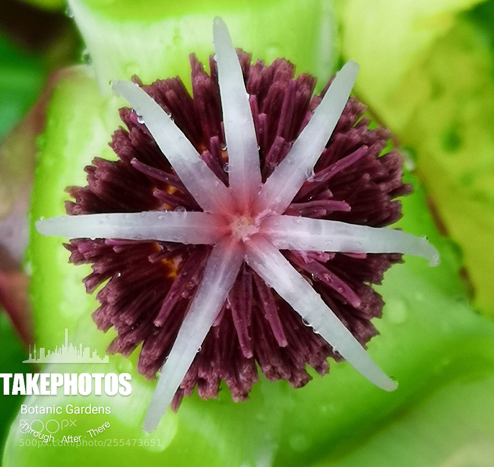 HUAWEI CLT-L29 sample photo. The wet flora photography