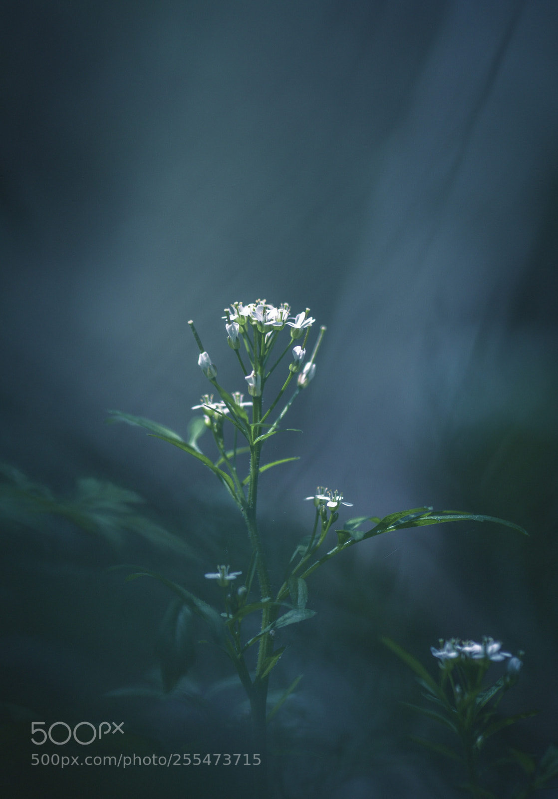 Nikon D7200 sample photo. In the woods photography