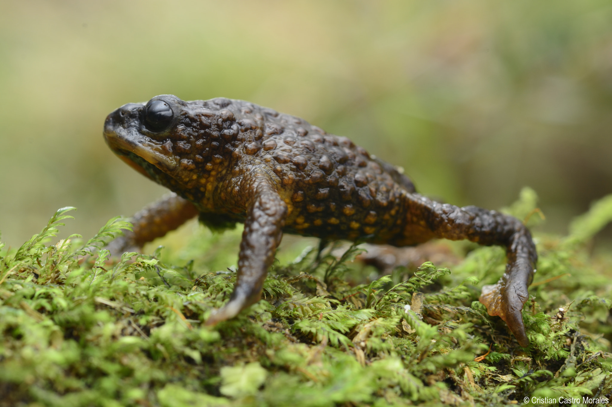 Nikon D7100 + Nikon AF Micro-Nikkor 60mm F2.8D sample photo. Osornophryne percrassa (herveo plump toad) photography