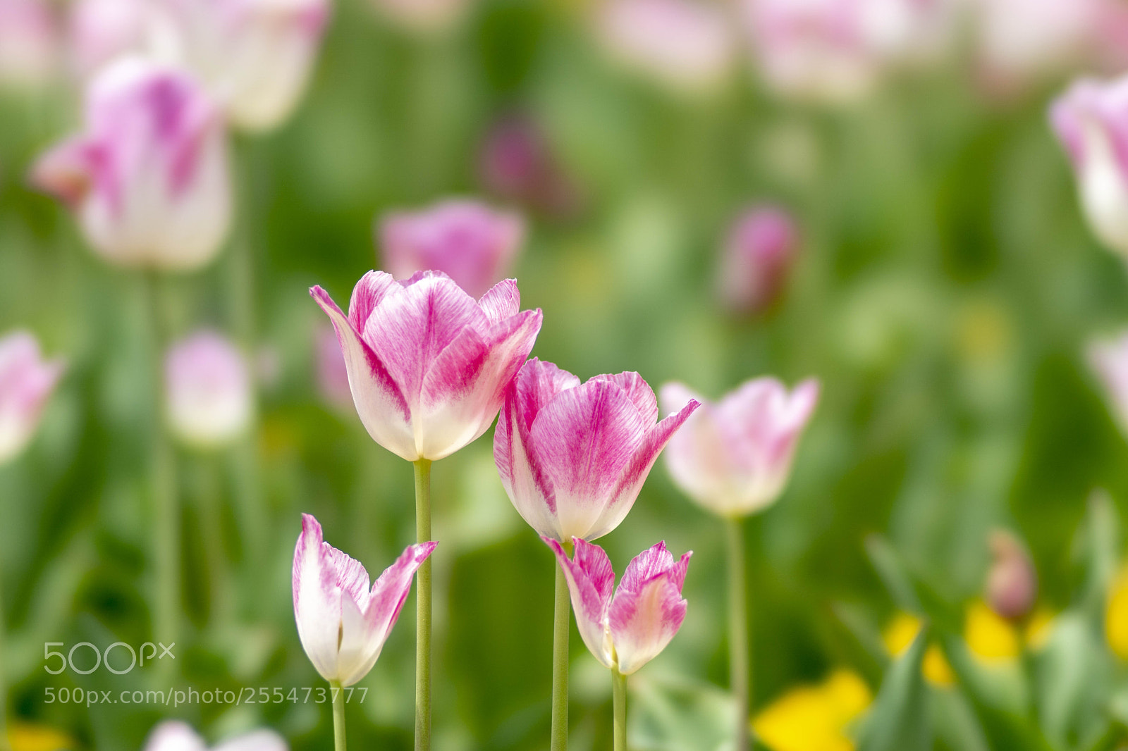 Sony ILCA-77M2 sample photo. Spring story photography
