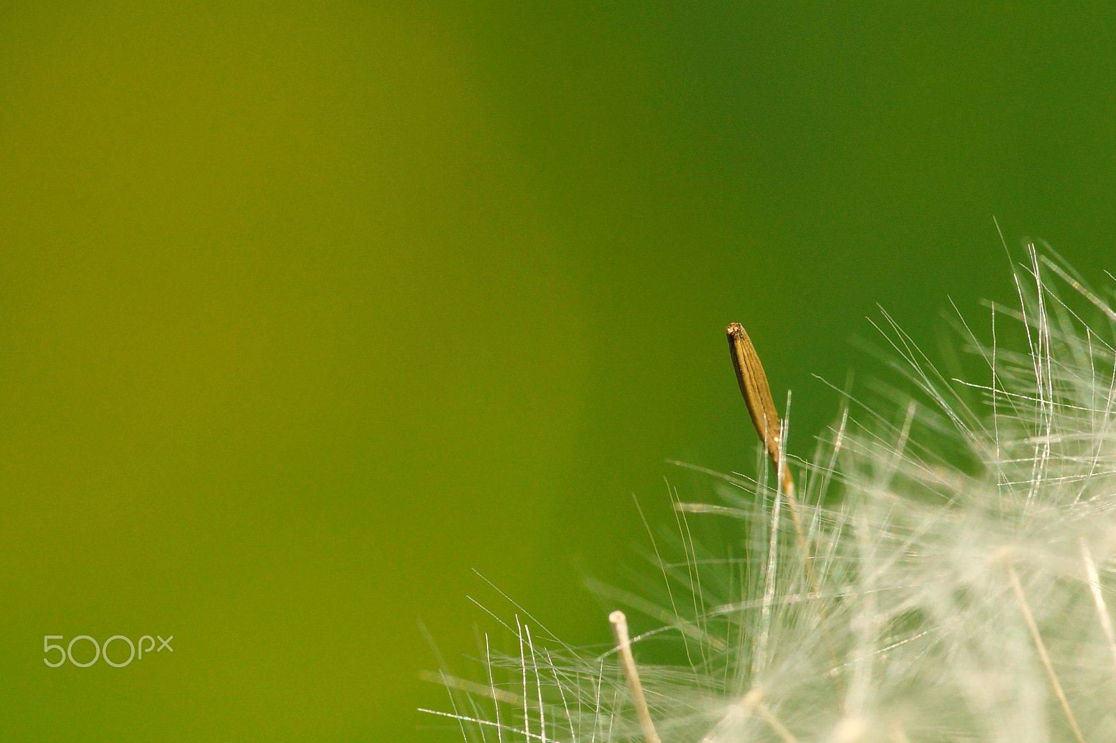 Sigma 70-200mm F2.8 EX DG Macro HSM II sample photo. Headstand photography