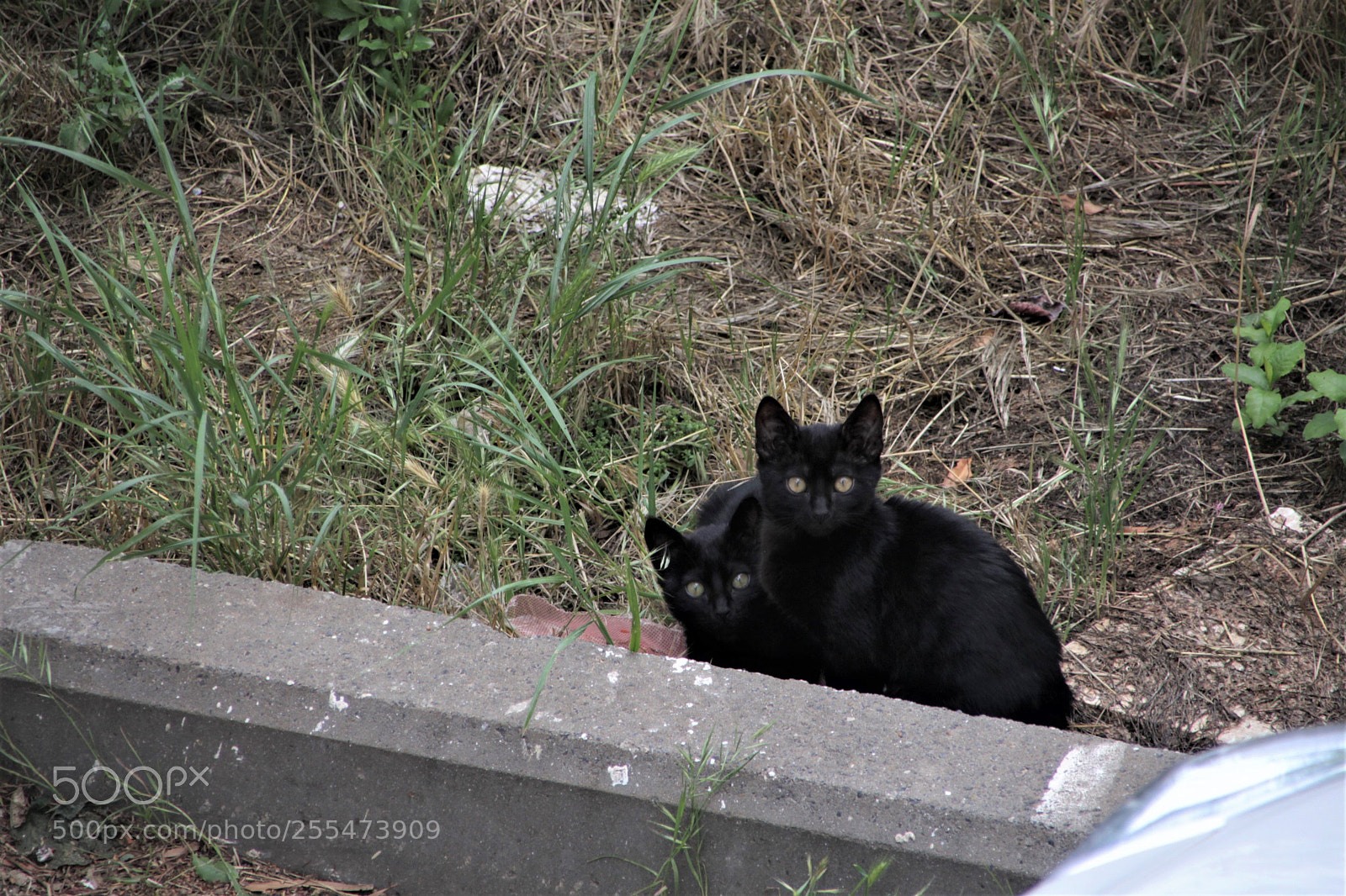 Canon EOS 700D (EOS Rebel T5i / EOS Kiss X7i) sample photo. Two kittens photography