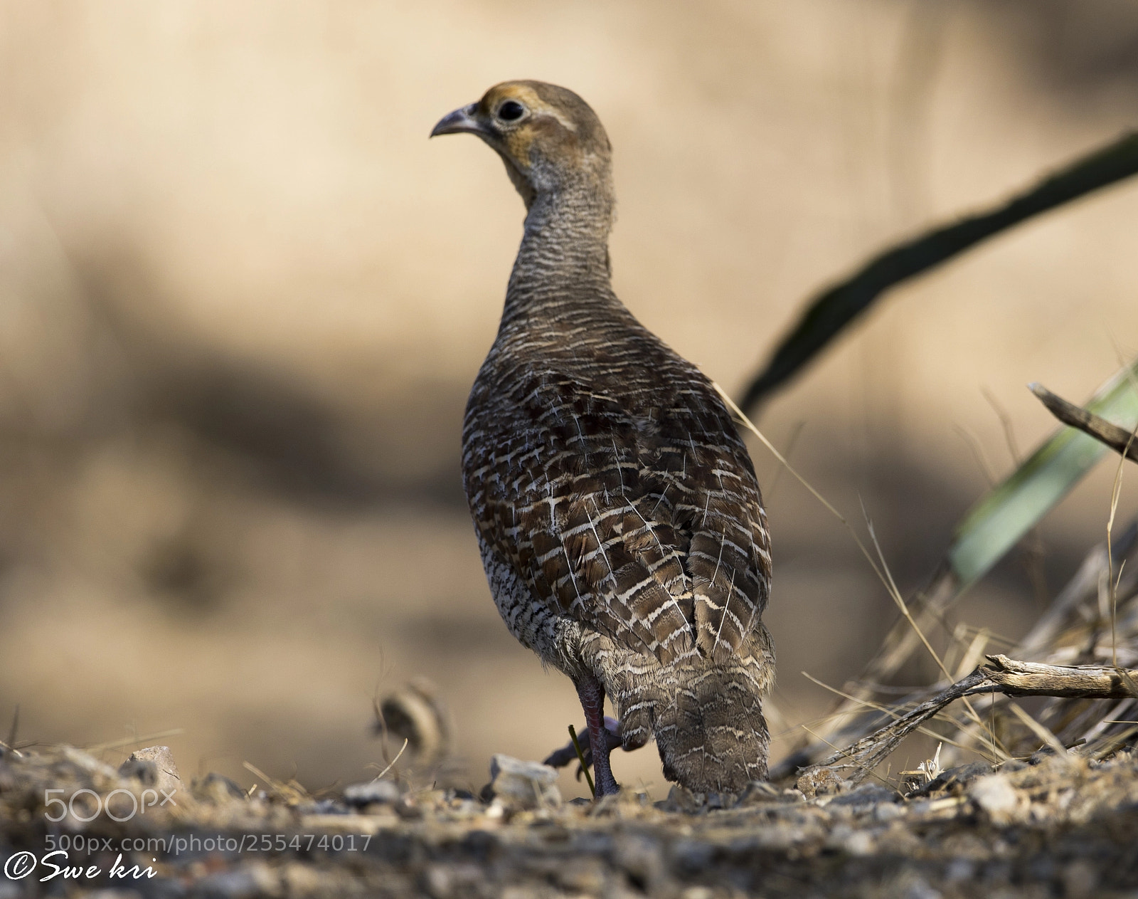 Canon EOS 5D Mark IV sample photo. Grey francolin photography