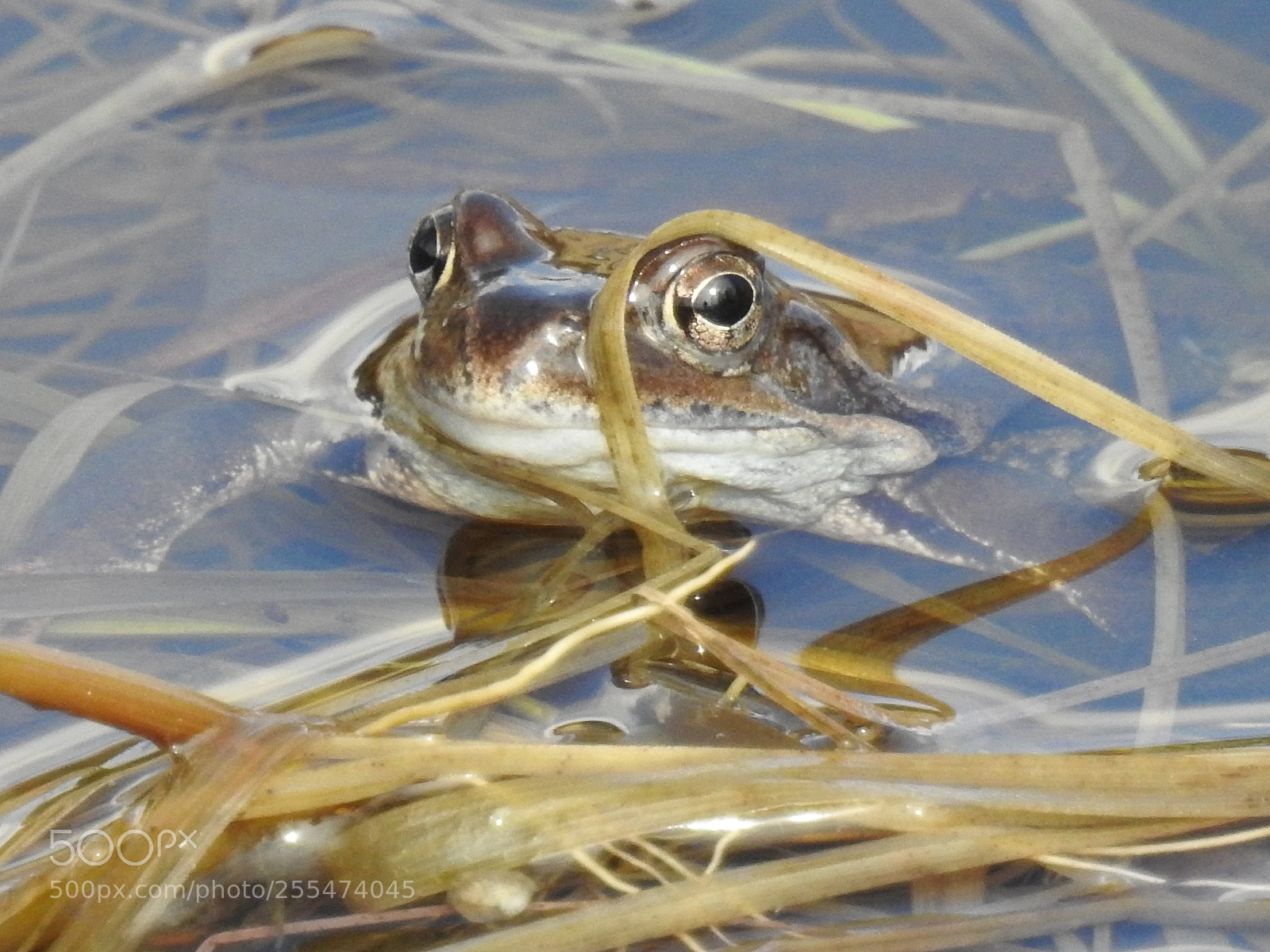 Nikon Coolpix P900 sample photo. Moor frog photography