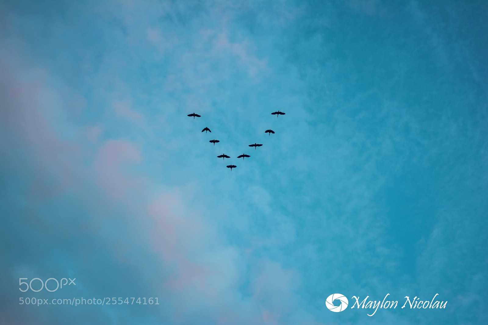 Nikon D7100 sample photo. Migration photography