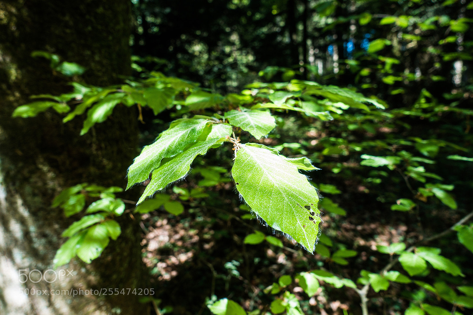 Sony Cyber-shot DSC-RX100 III sample photo. Natural groove photography