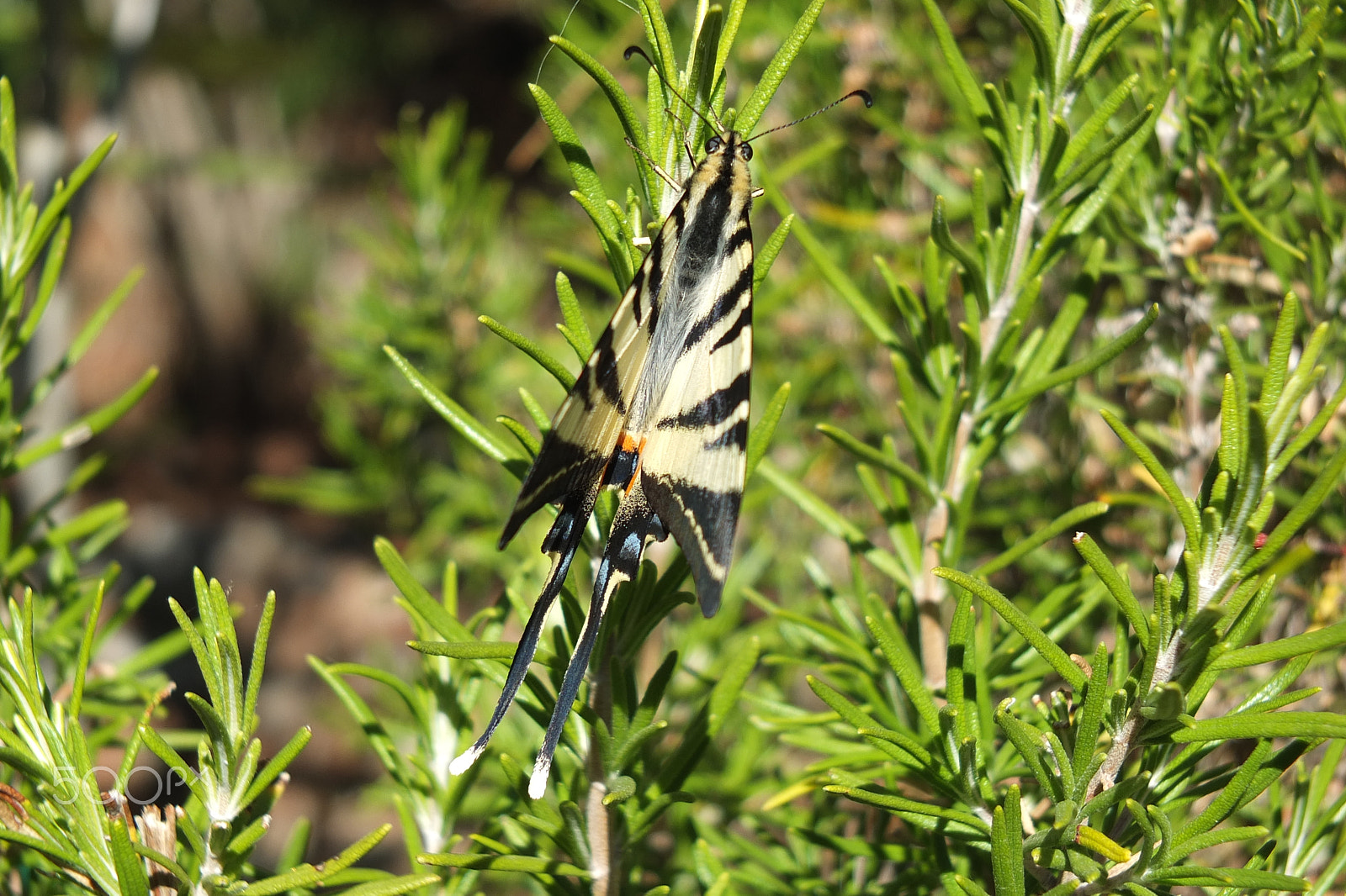 Fujifilm X-S1 sample photo. Leptir prugasto jedarce,  iphiclides podalirius photography