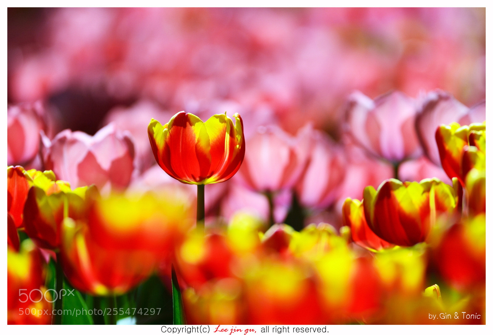 Nikon D4 sample photo. Tulip photography