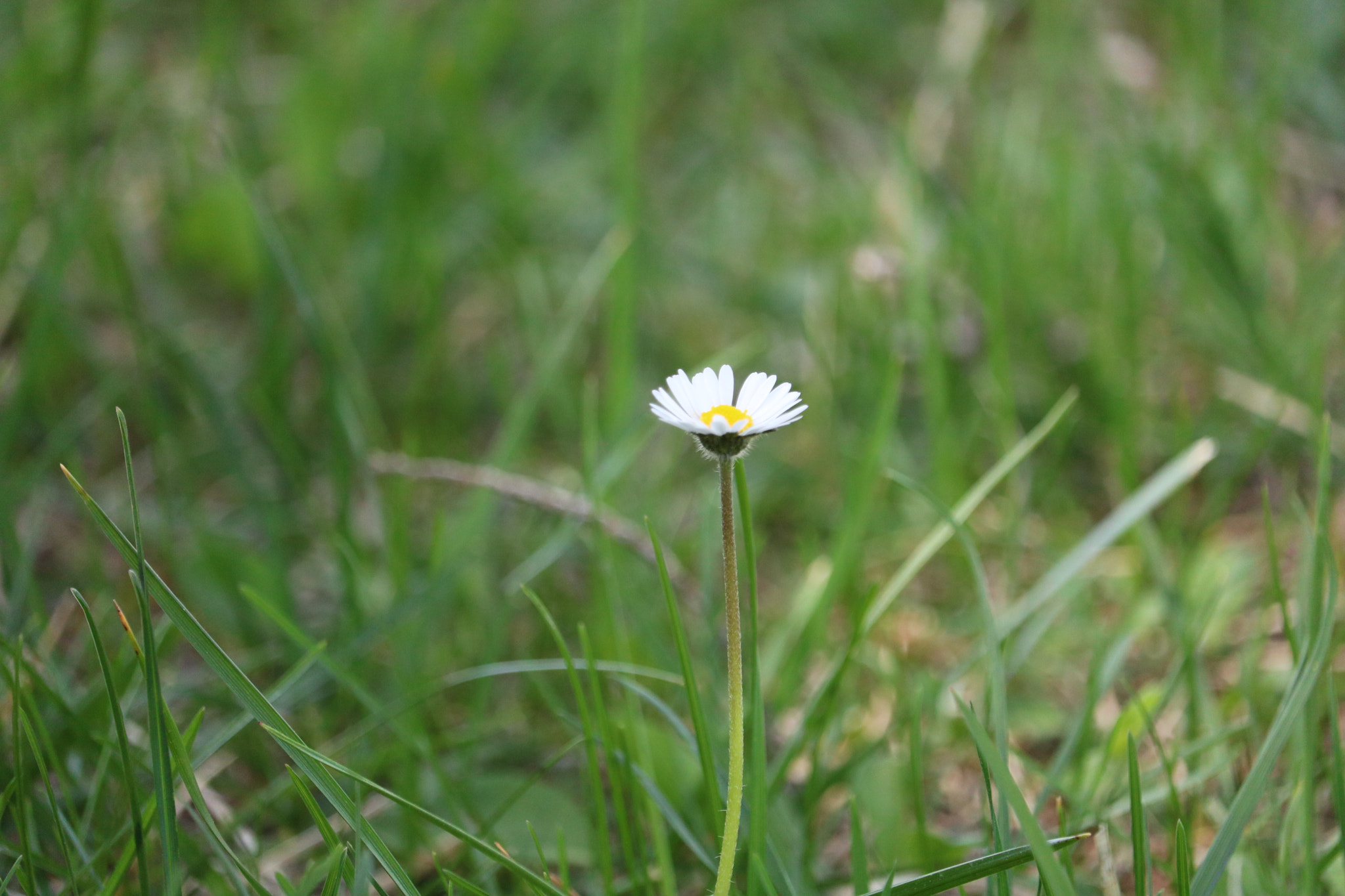 Canon EF-S 55-250mm F4-5.6 IS STM sample photo