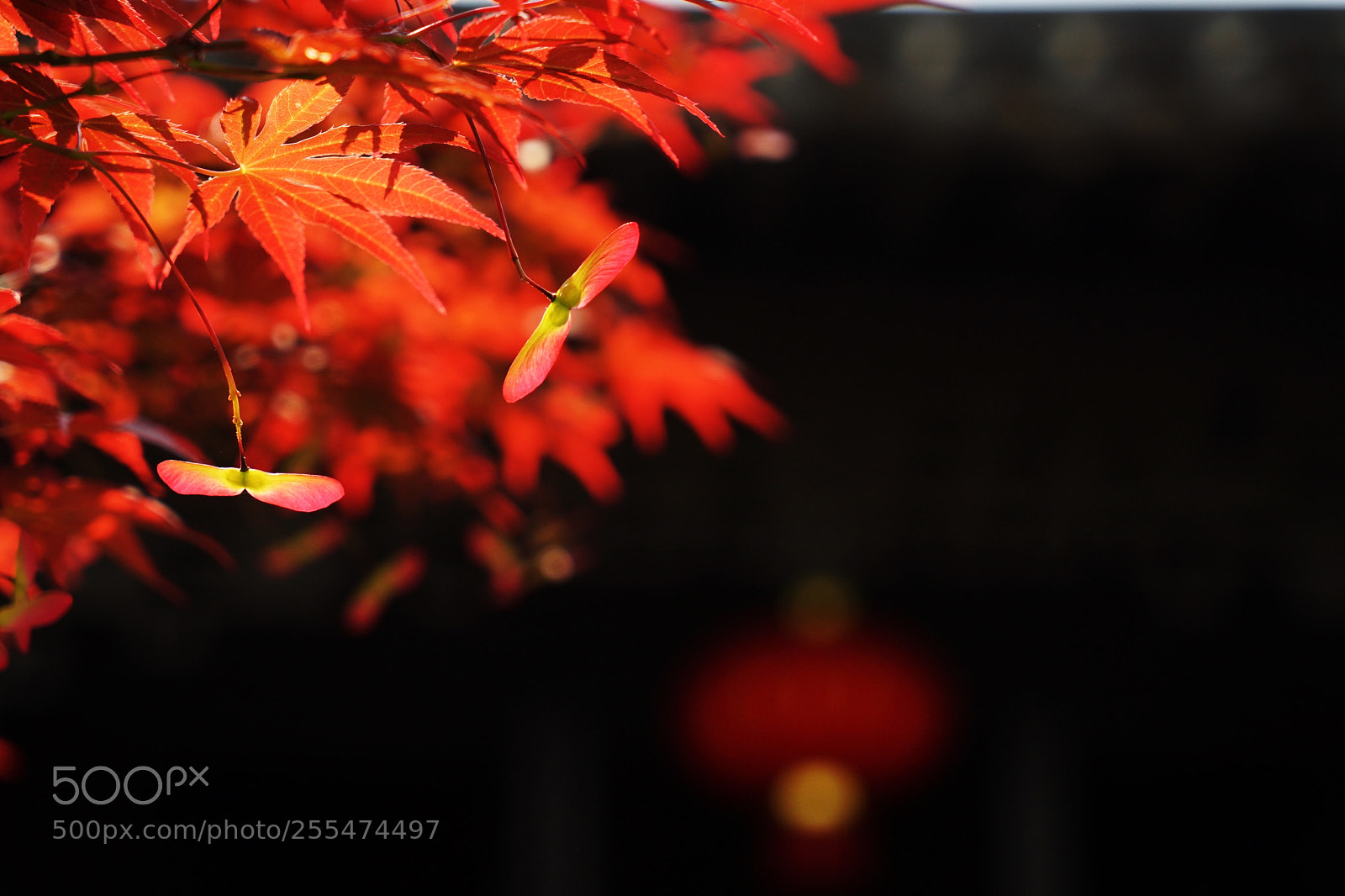 Sony a7 II sample photo. 红与黑 photography