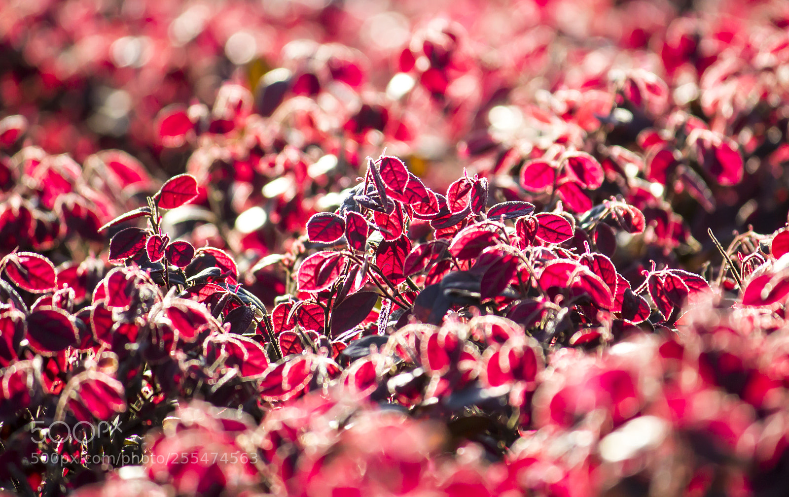 Canon EOS 600D (Rebel EOS T3i / EOS Kiss X5) sample photo. Leaves of fire photography