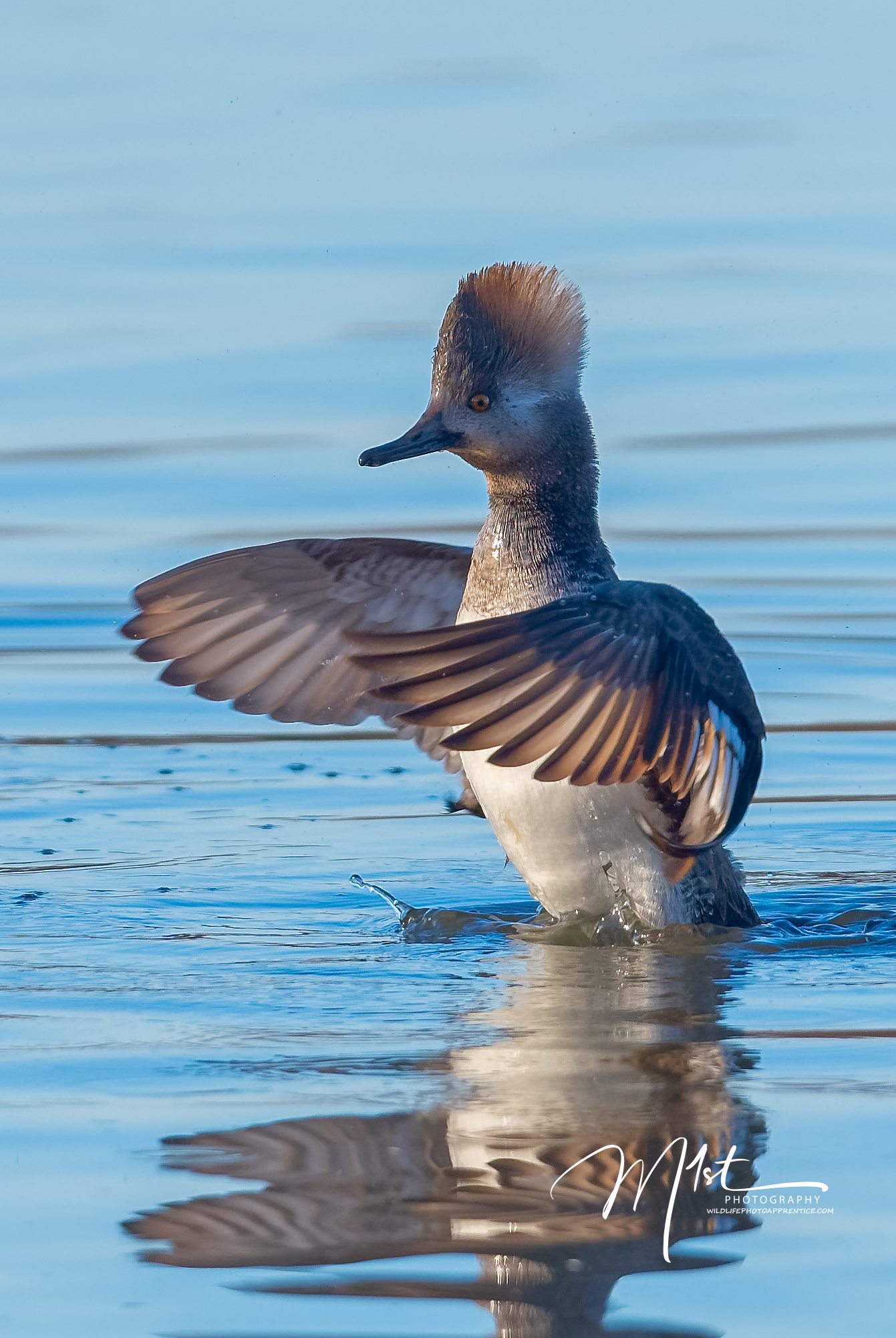 Nikon AF-S Nikkor 500mm F4G ED VR sample photo. Hooded merganser hen photography