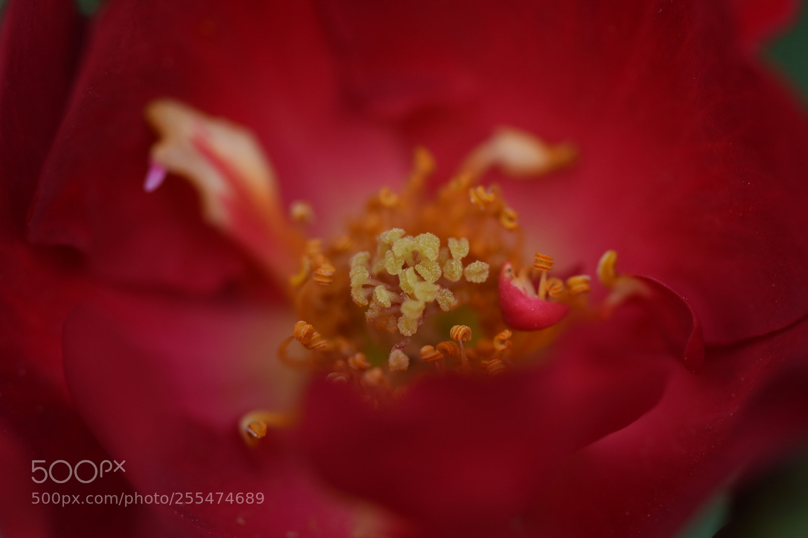 Nikon D810 sample photo. 月季花 photography