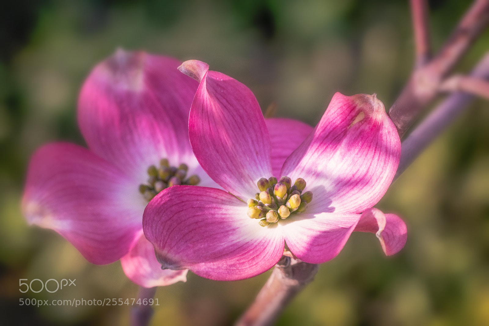 Canon EOS 7D Mark II sample photo. Cornus photography