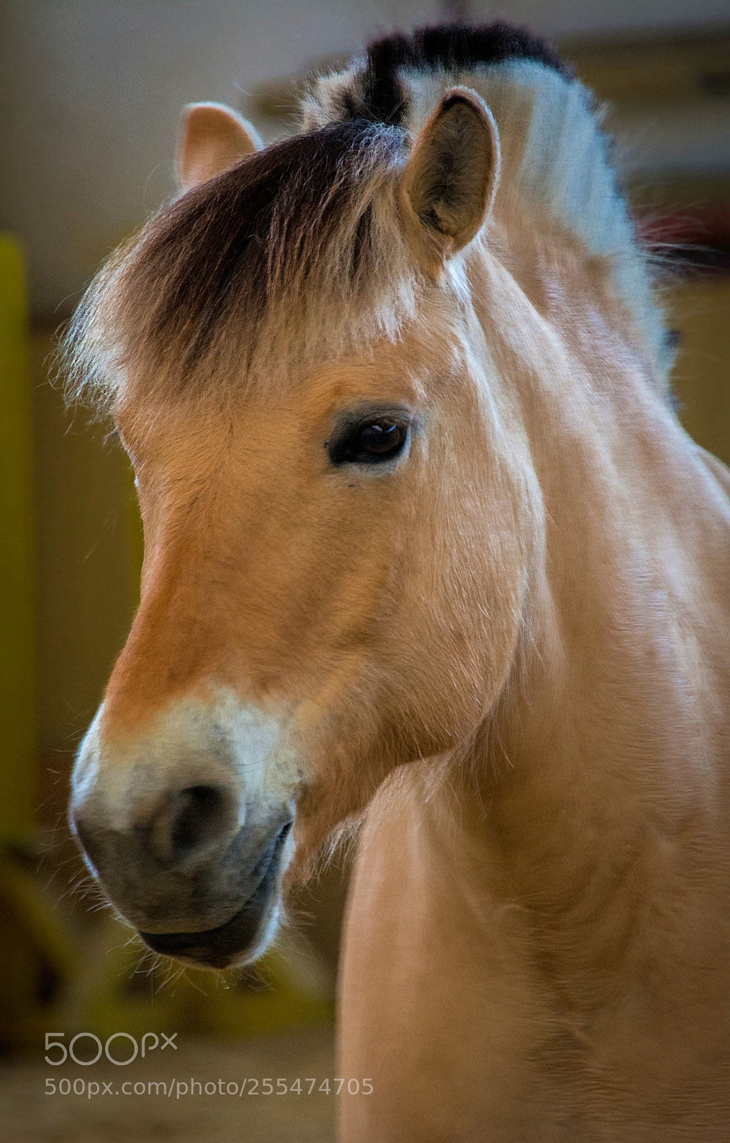 Nikon D7100 sample photo. Pferd im portrait photography