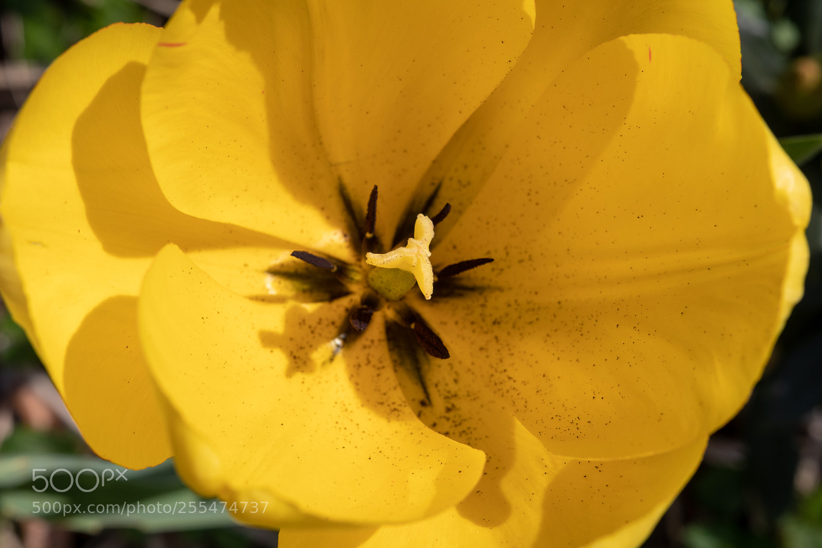Canon EOS 80D sample photo. Flower photography
