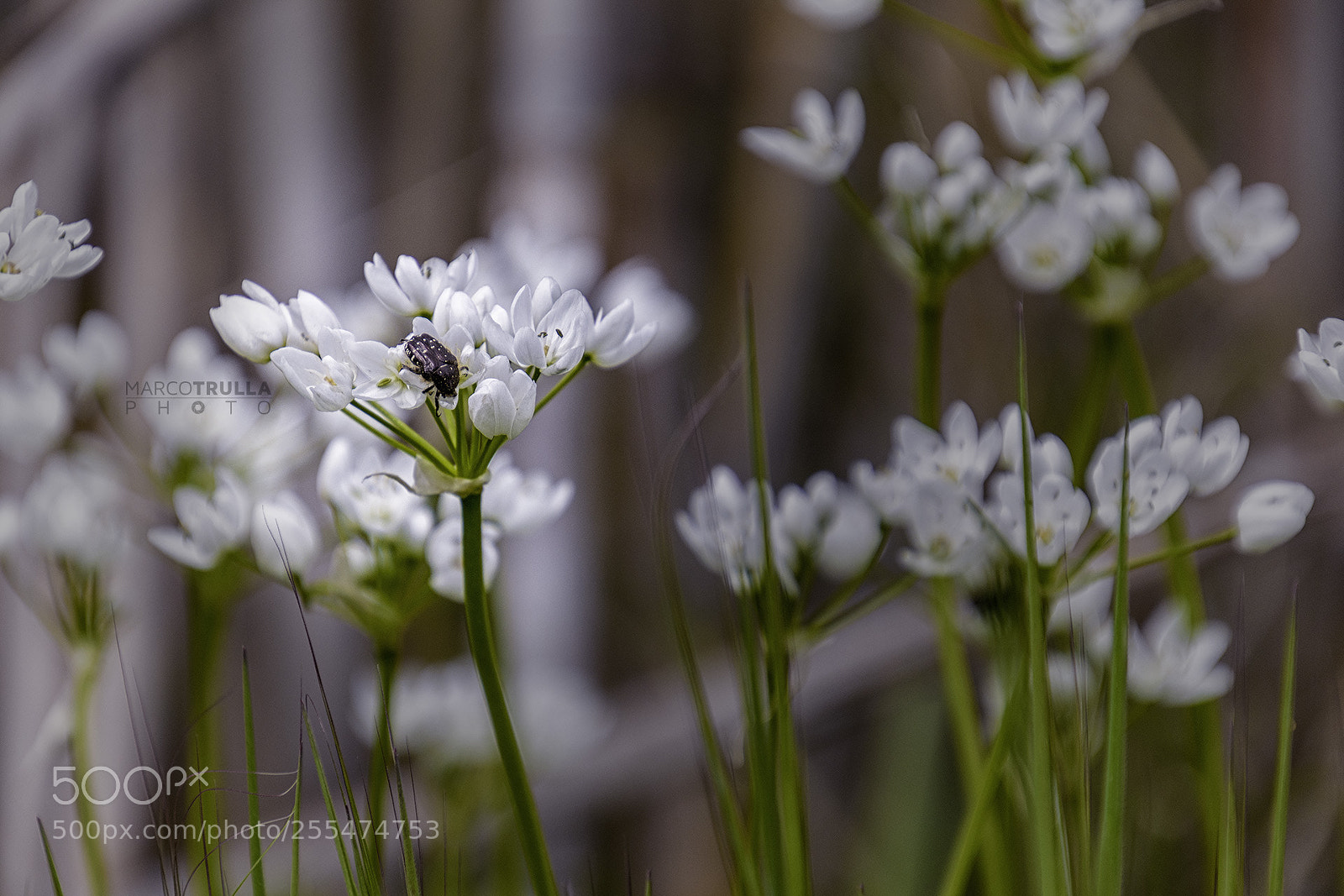 Nikon D7200 sample photo. Spring is life photography