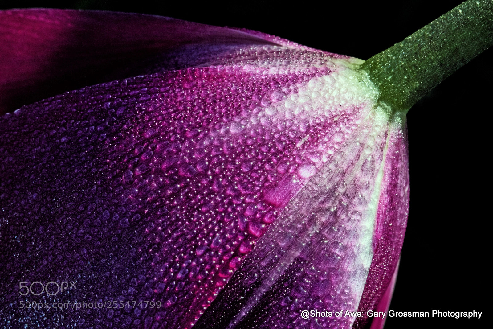 Canon EOS 7D Mark II sample photo. Morning drops photography