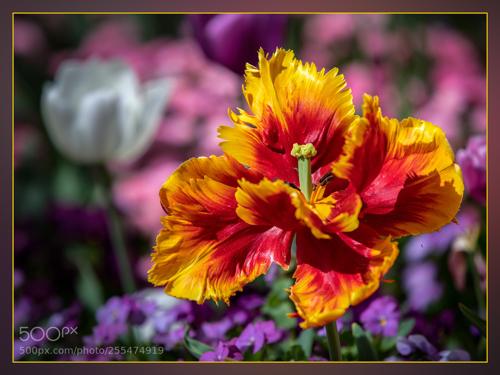 Canon EOS 5D Mark IV sample photo. Flower photography