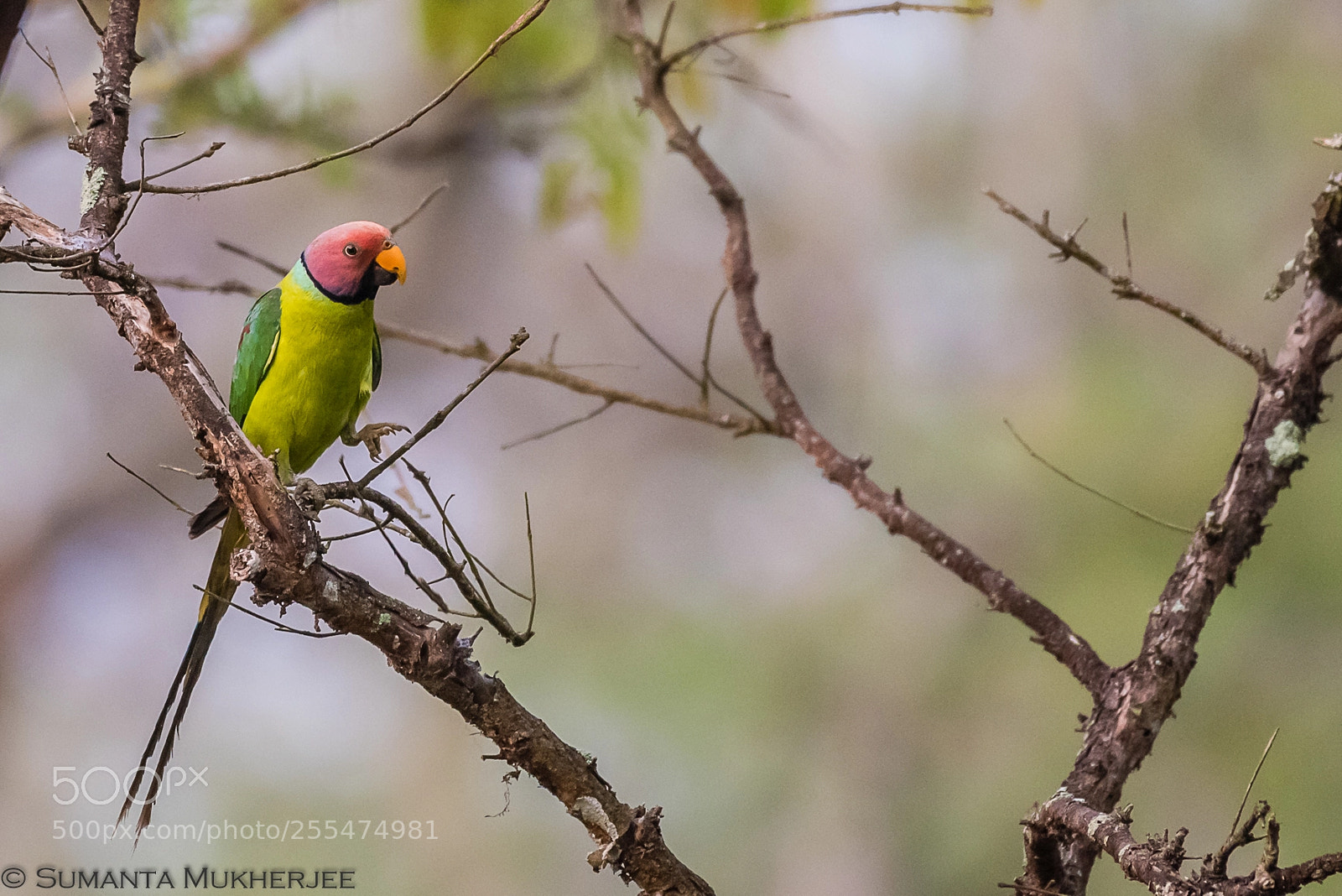 Nikon D810 sample photo. Plum headed parakeet photography