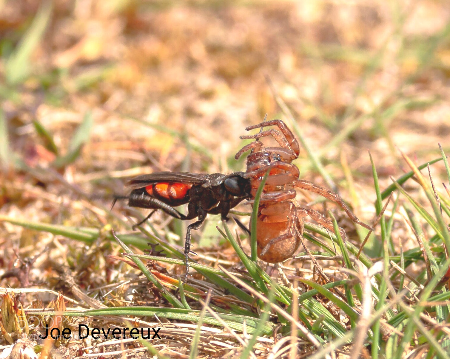 Canon EOS 70D sample photo. Black banded spider wasp photography