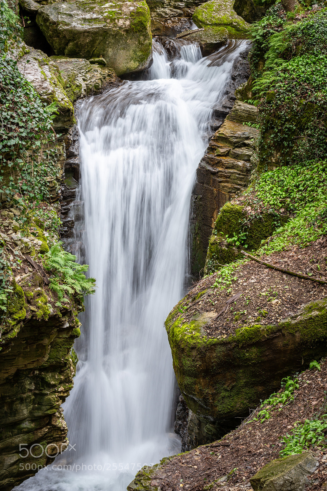 Nikon D610 sample photo. Furon vertical photography