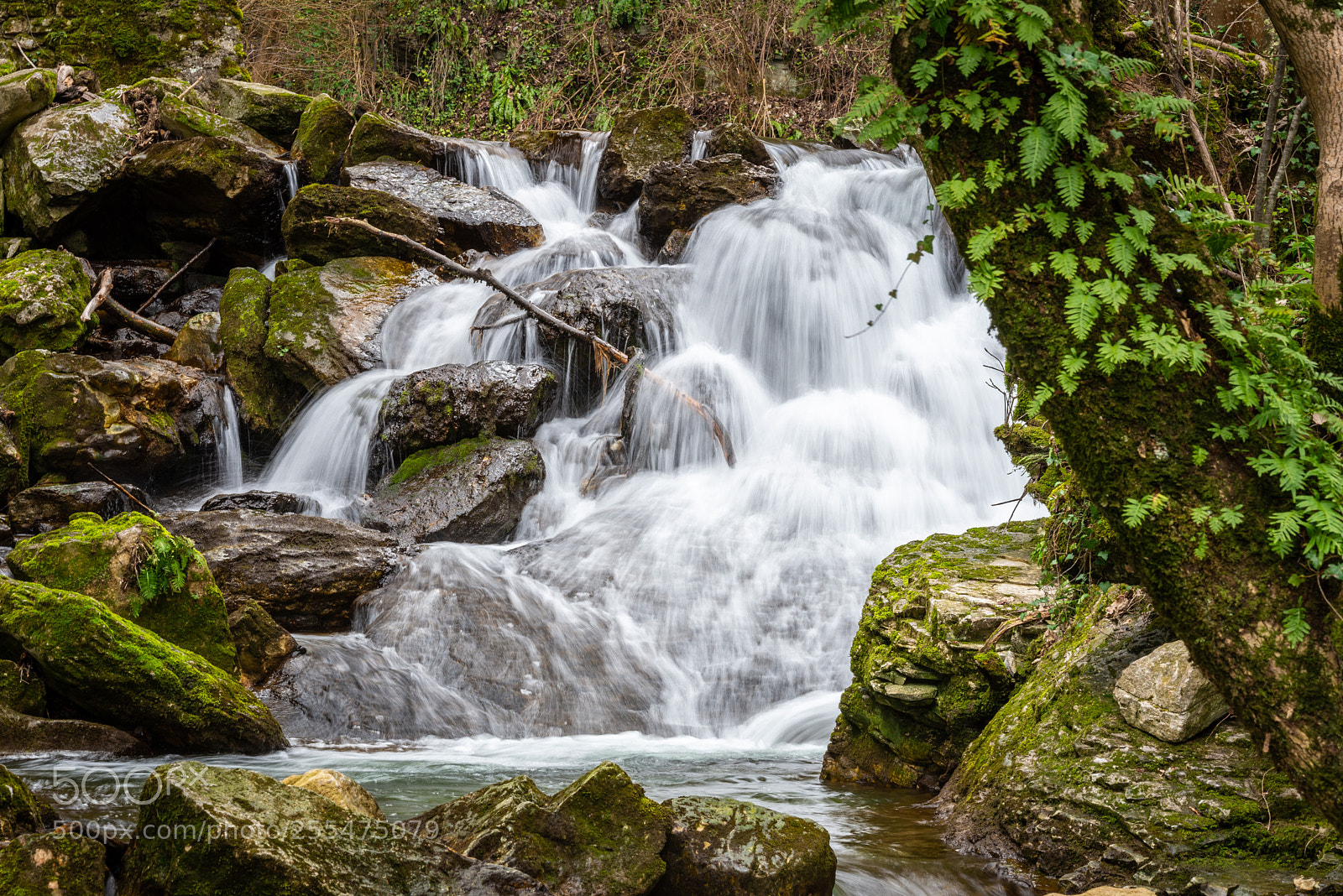 Nikon D610 sample photo. Furon horizontal photography