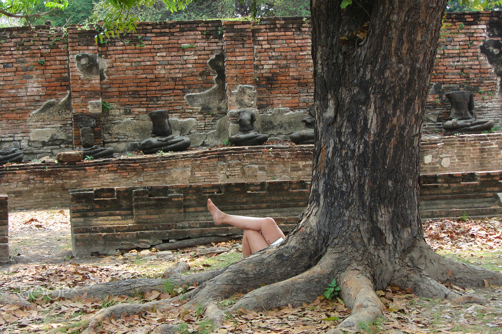 Canon PowerShot SX220 HS sample photo. Ayutthaya, leg behind tree photography