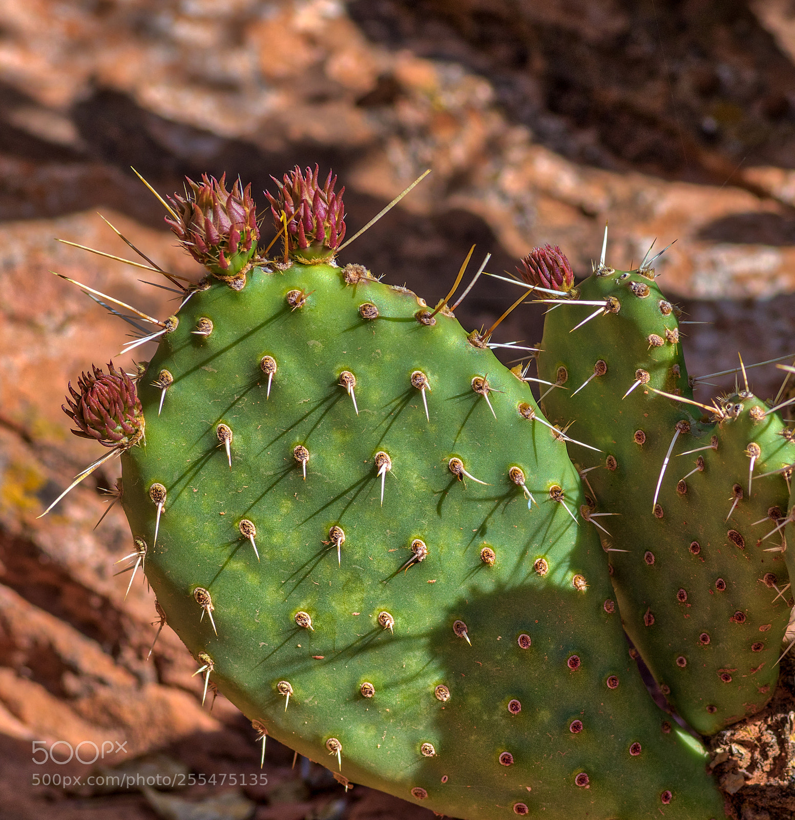 Pentax K-3 II sample photo. Cactus - zion national photography