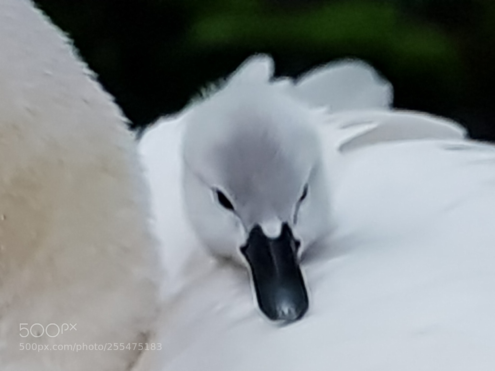 Samsung Galaxy S8 sample photo. Untitled photography
